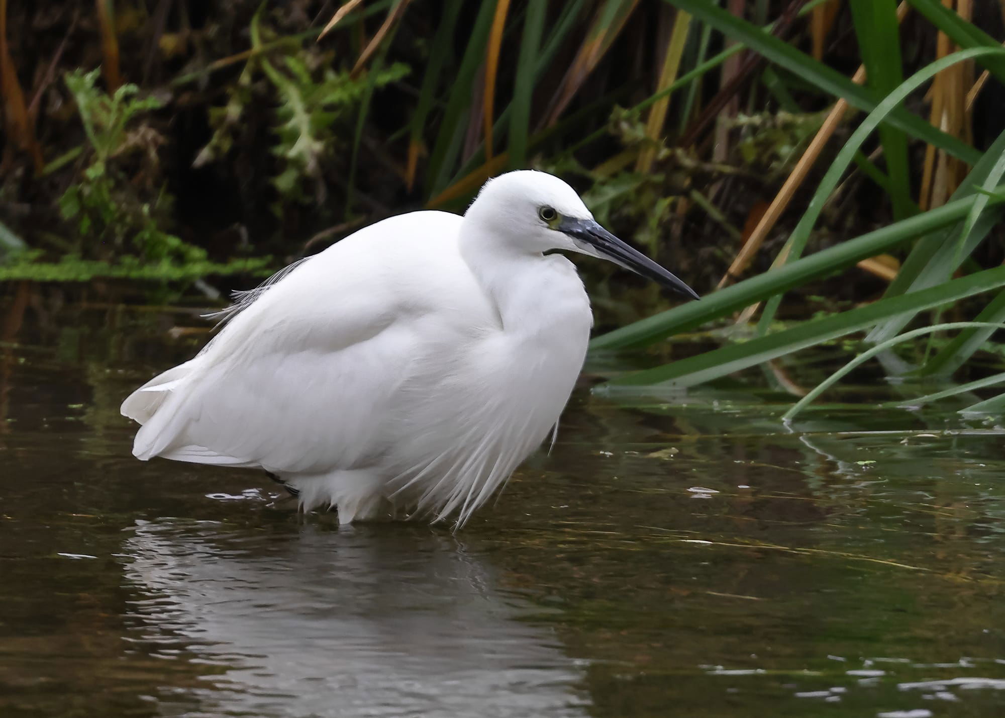 Little Egret