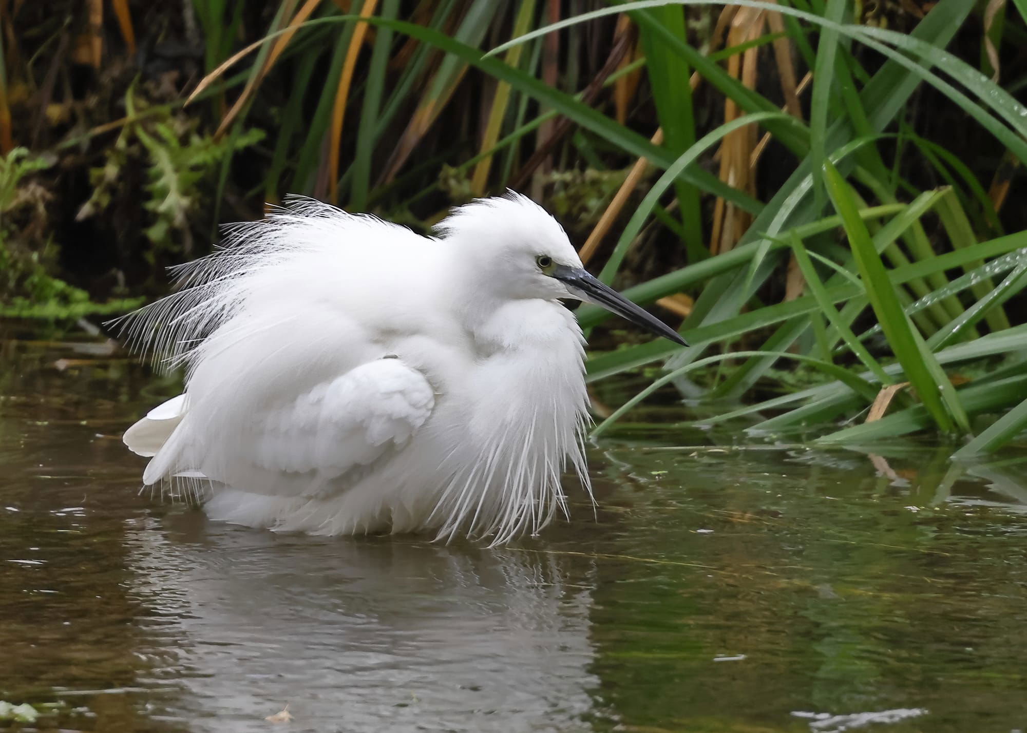 Little Egret