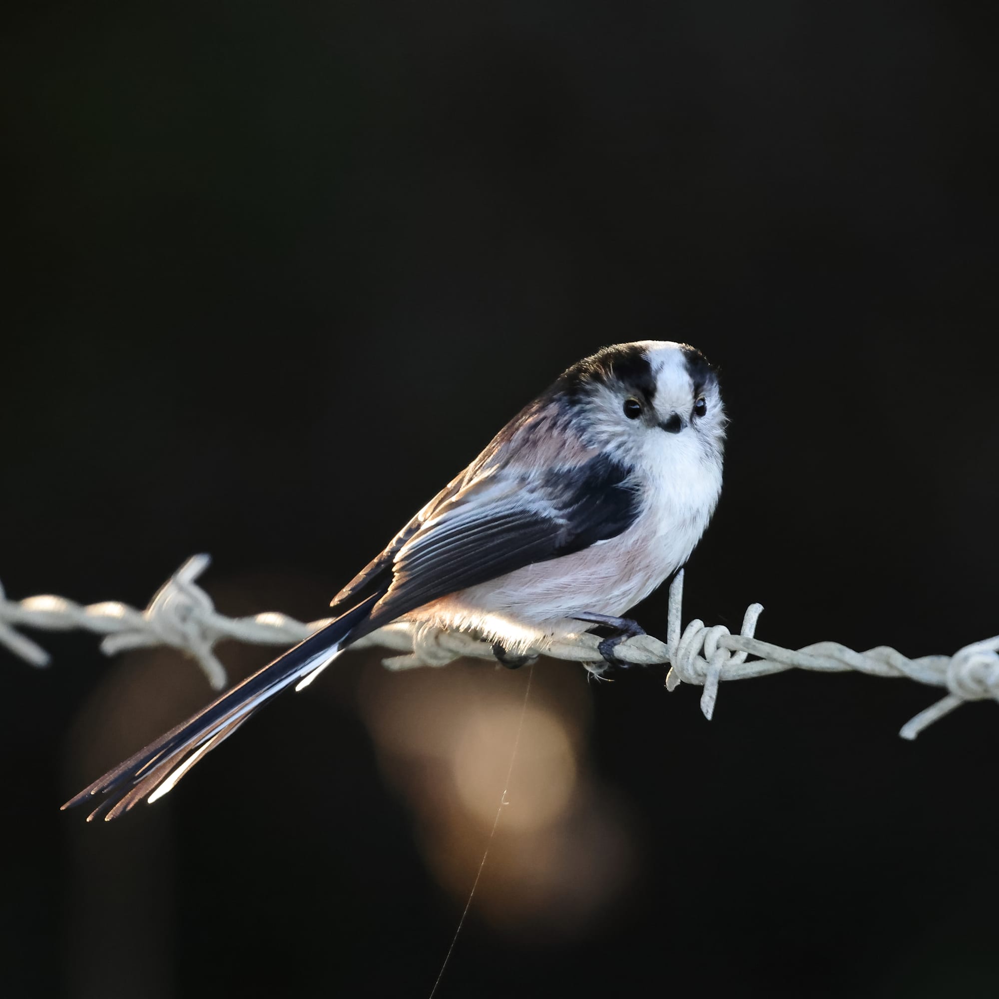 Long-tailed Tit