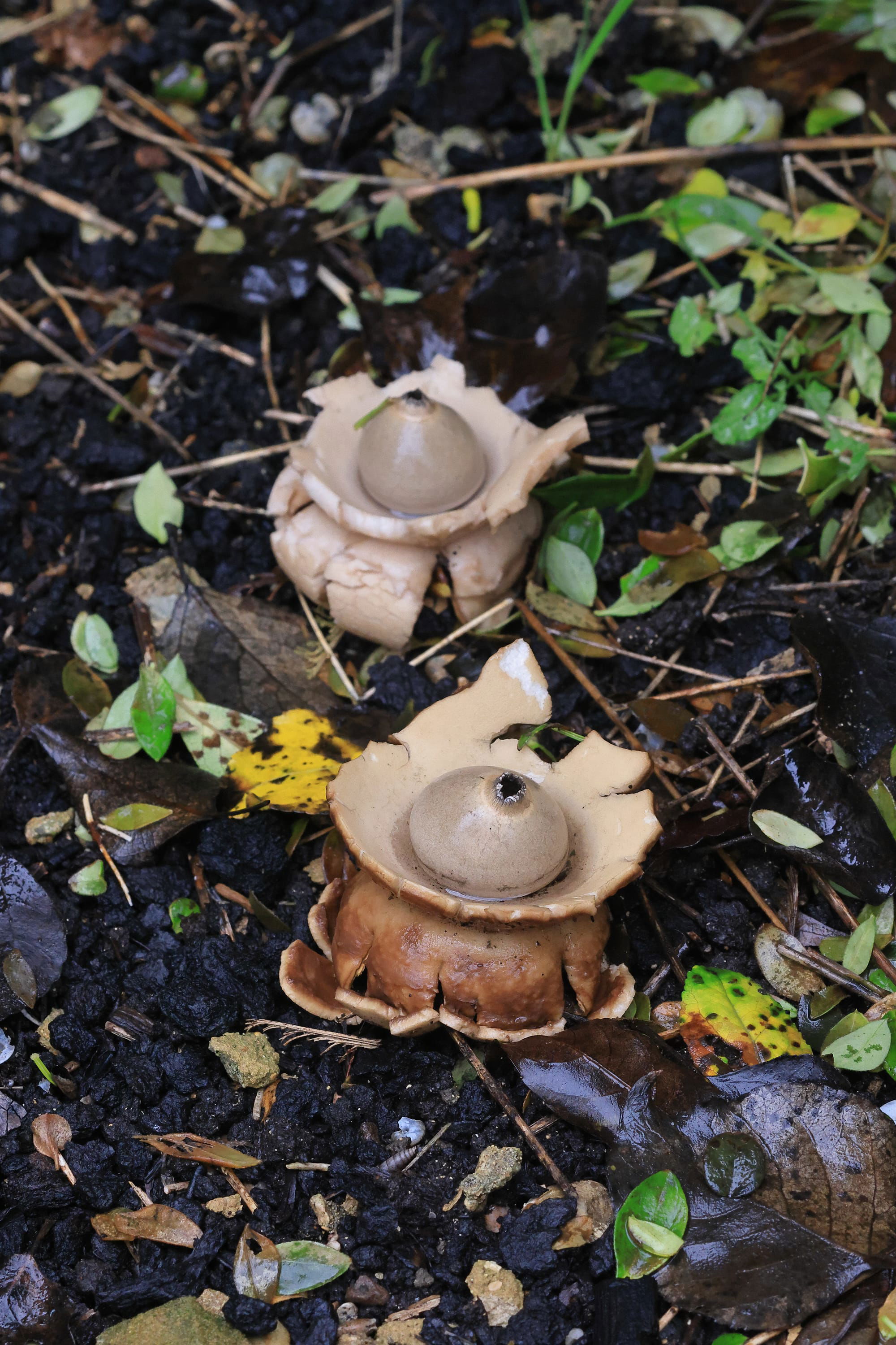 Collared Earthstar