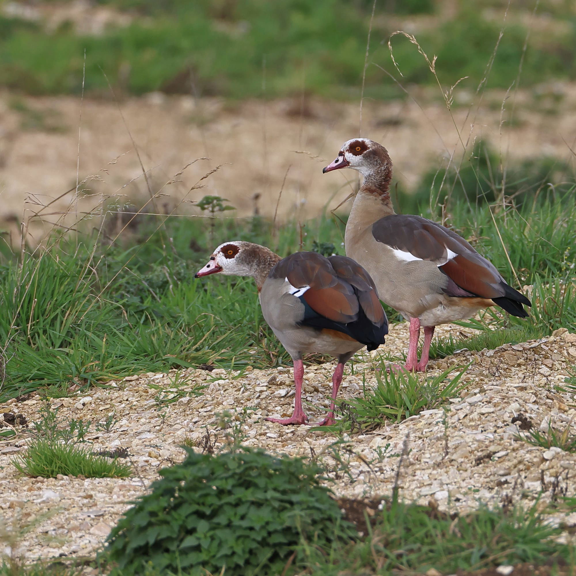 Egyptian Goose