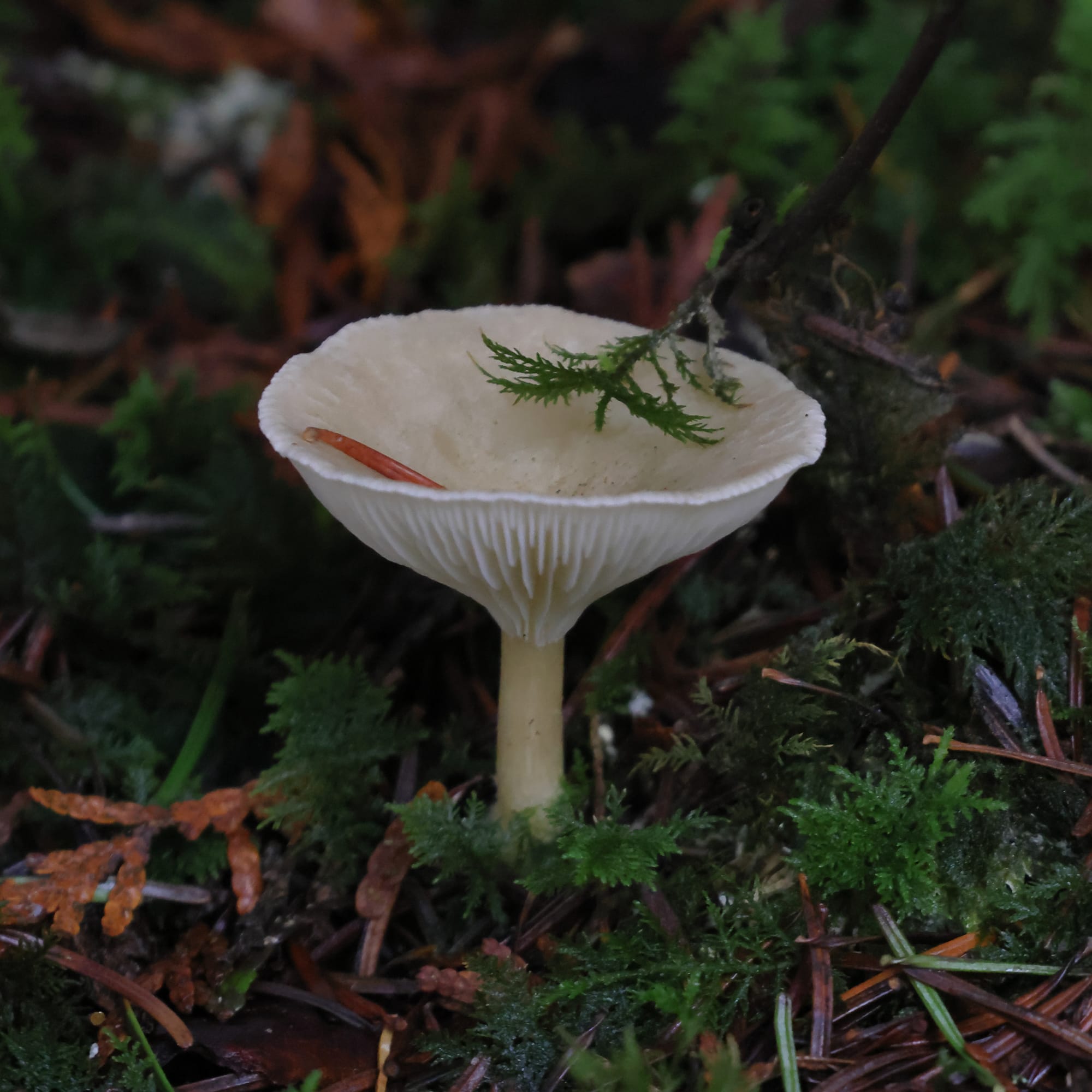 Frosty Funnel