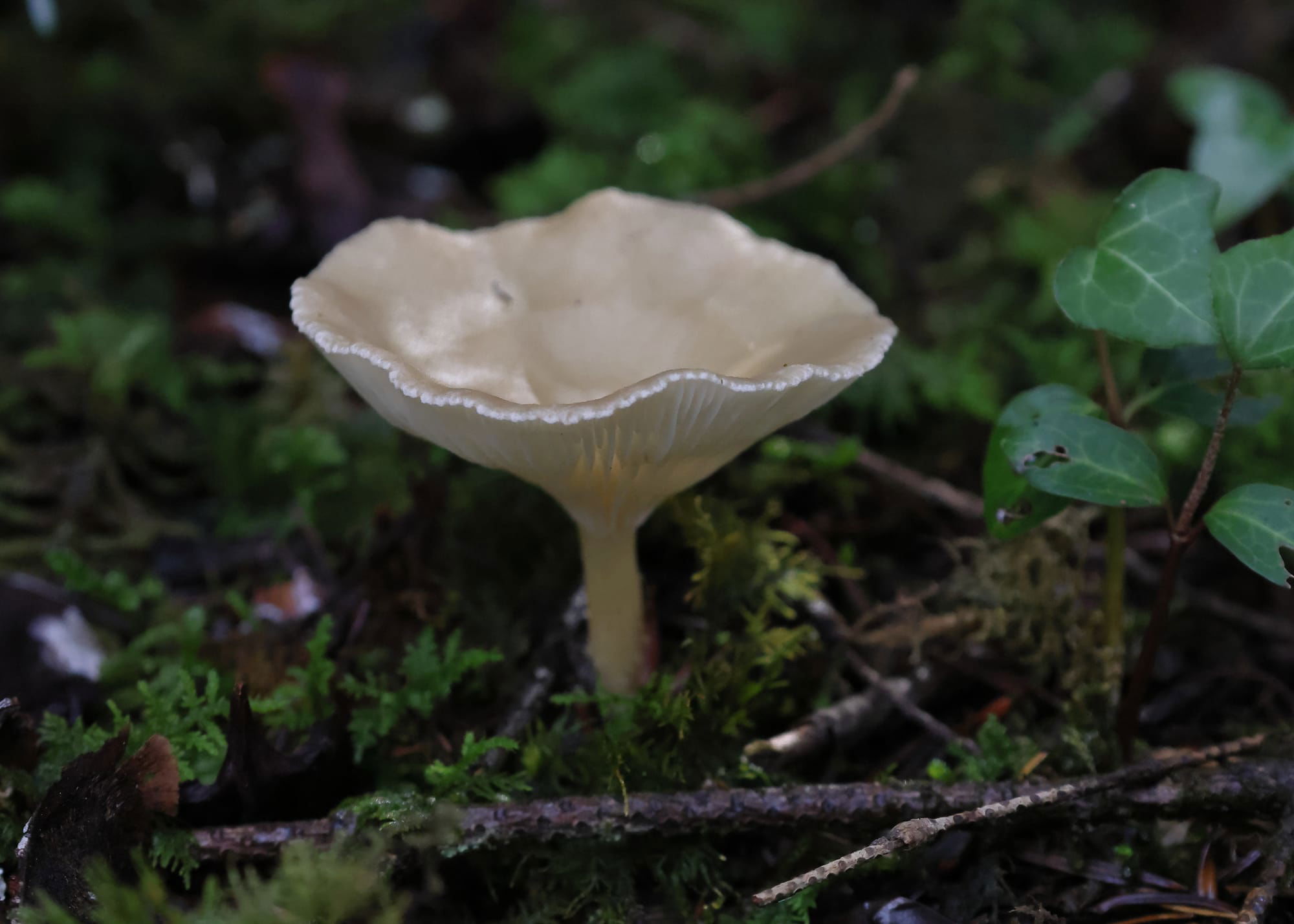 Frosty Funnel