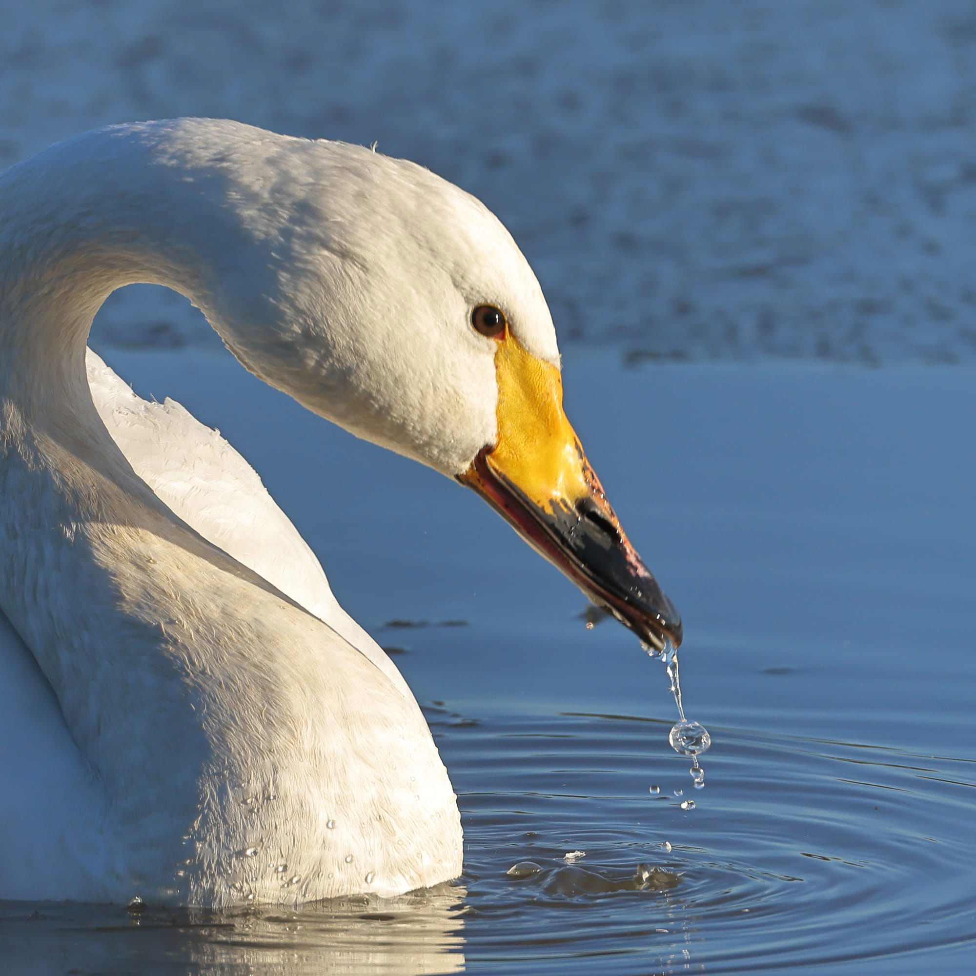 Bewick's Swan