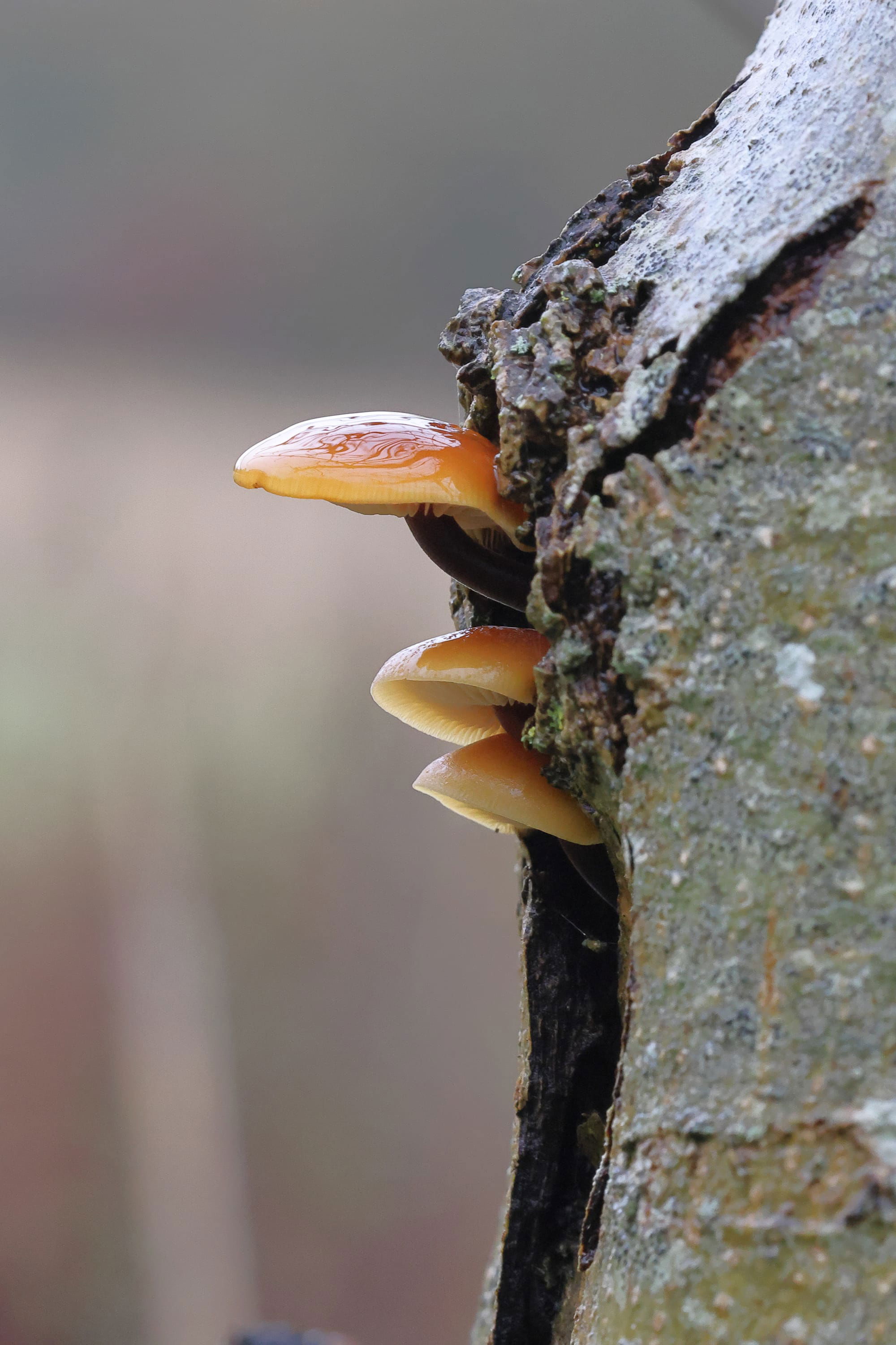 Velvet Shank Fungus