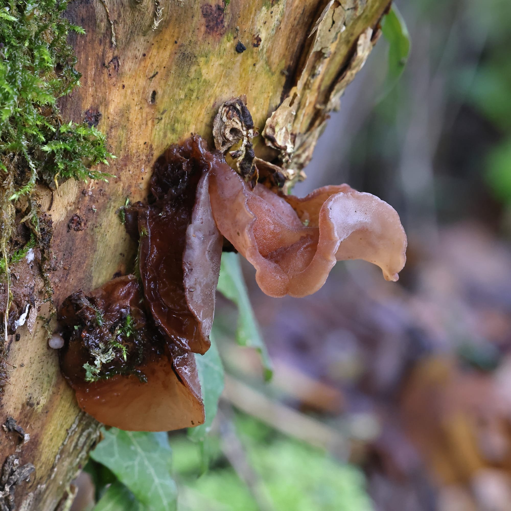 Jelly-ear Fungus