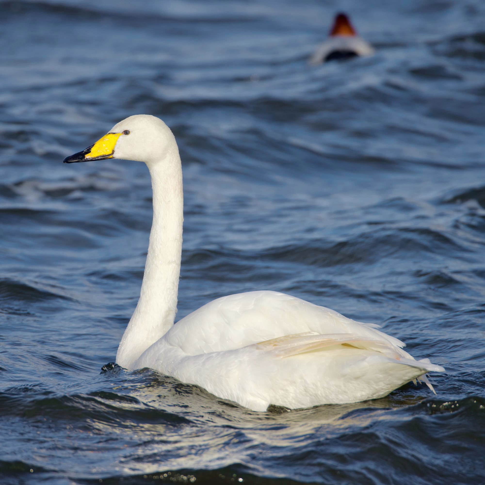 Whooper Swan