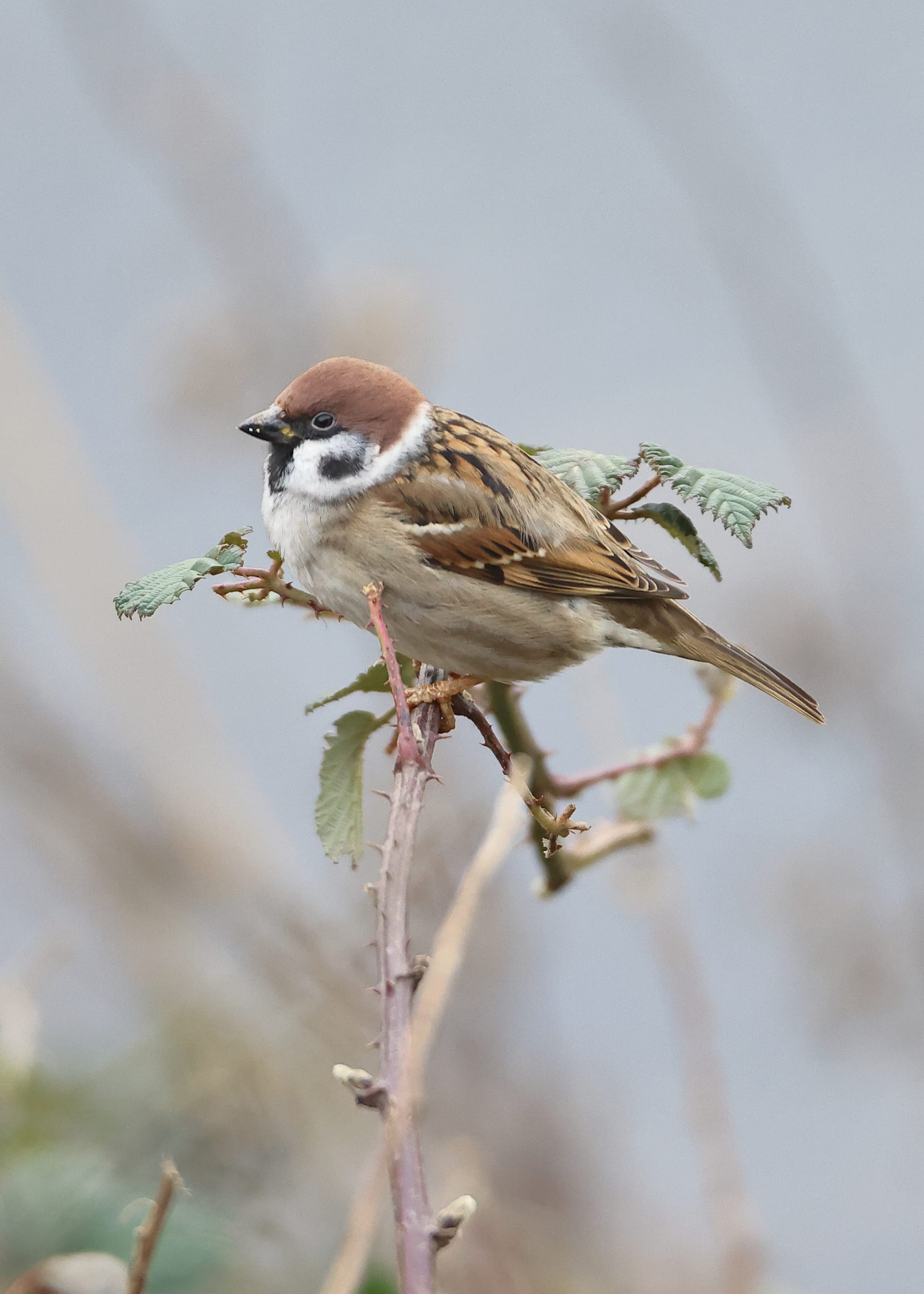 Tree Sparrow