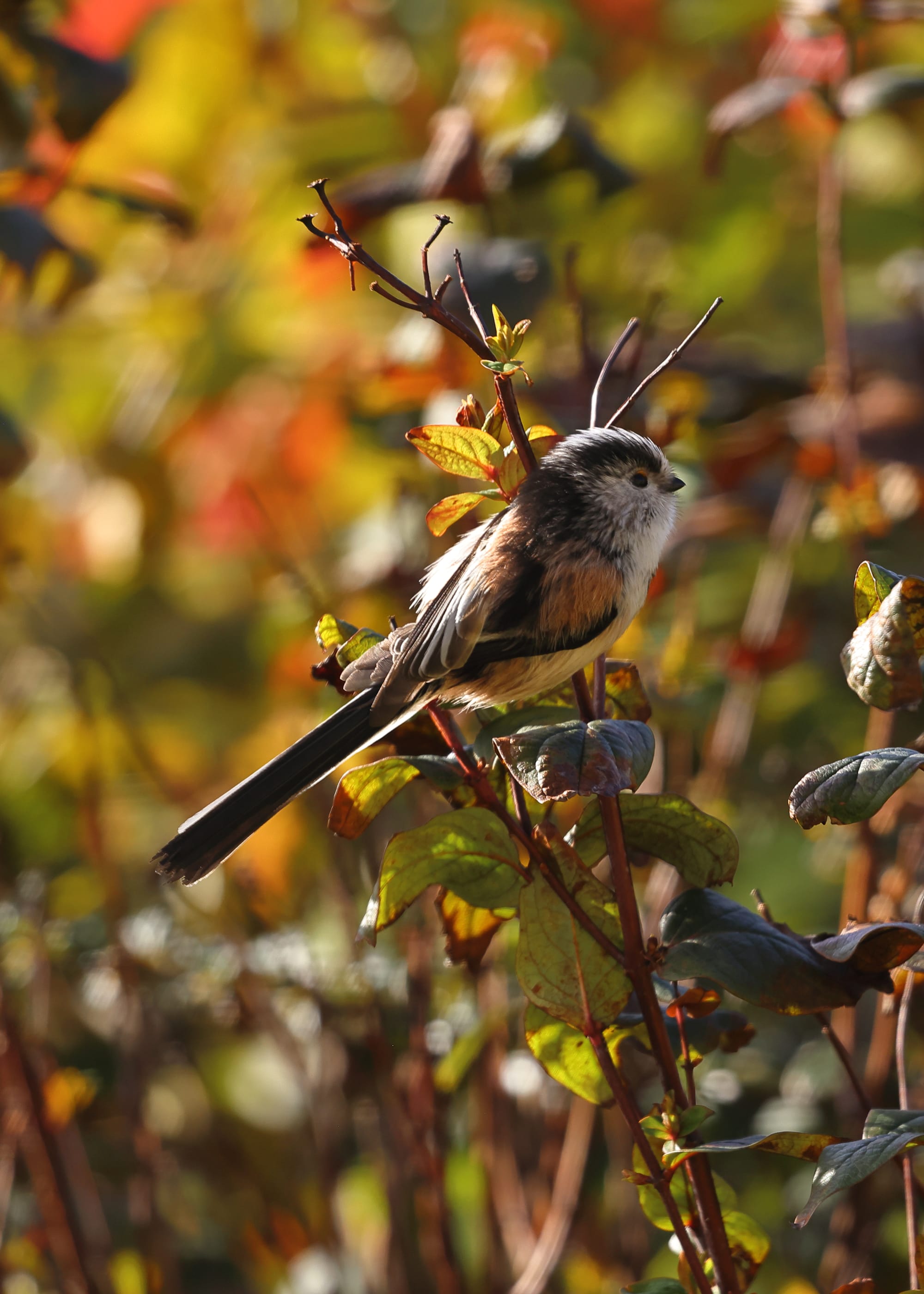 Long-tailed Tit