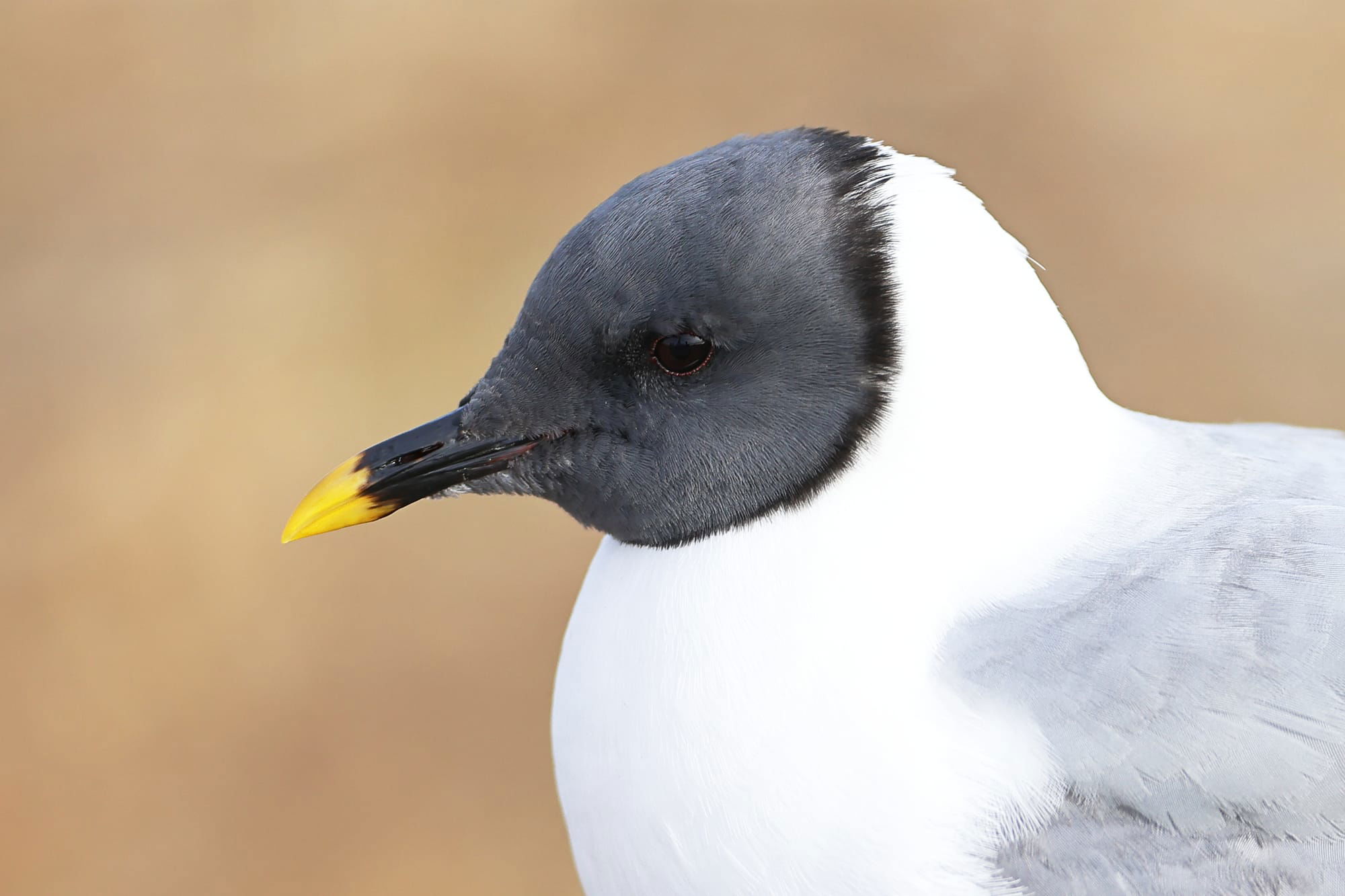 Sabine's Gull