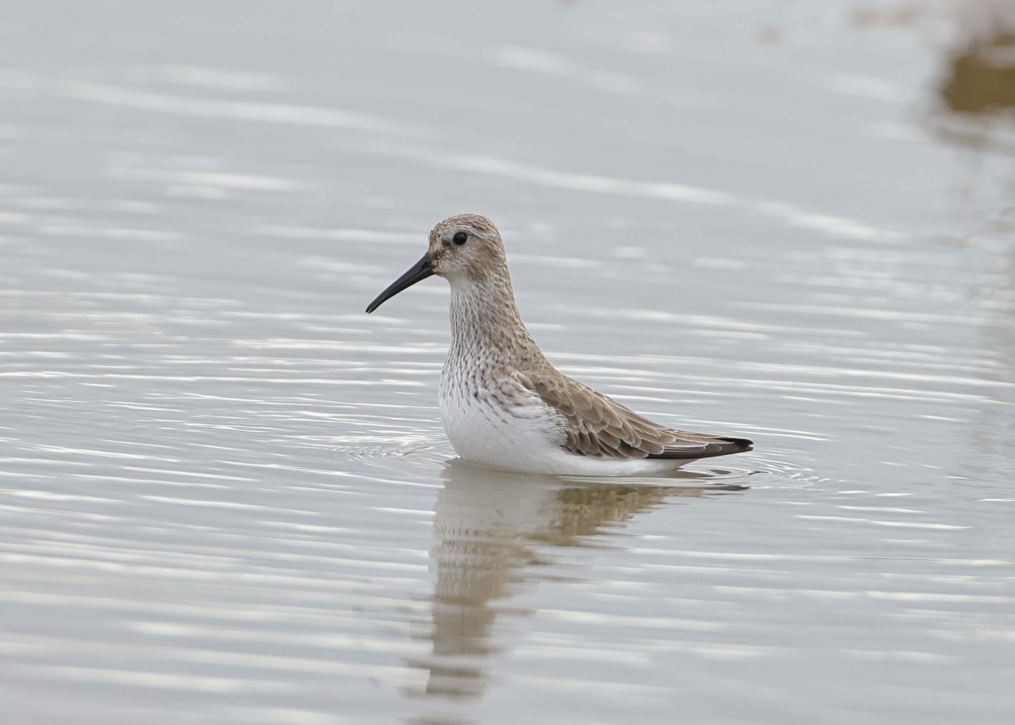 Dunlin