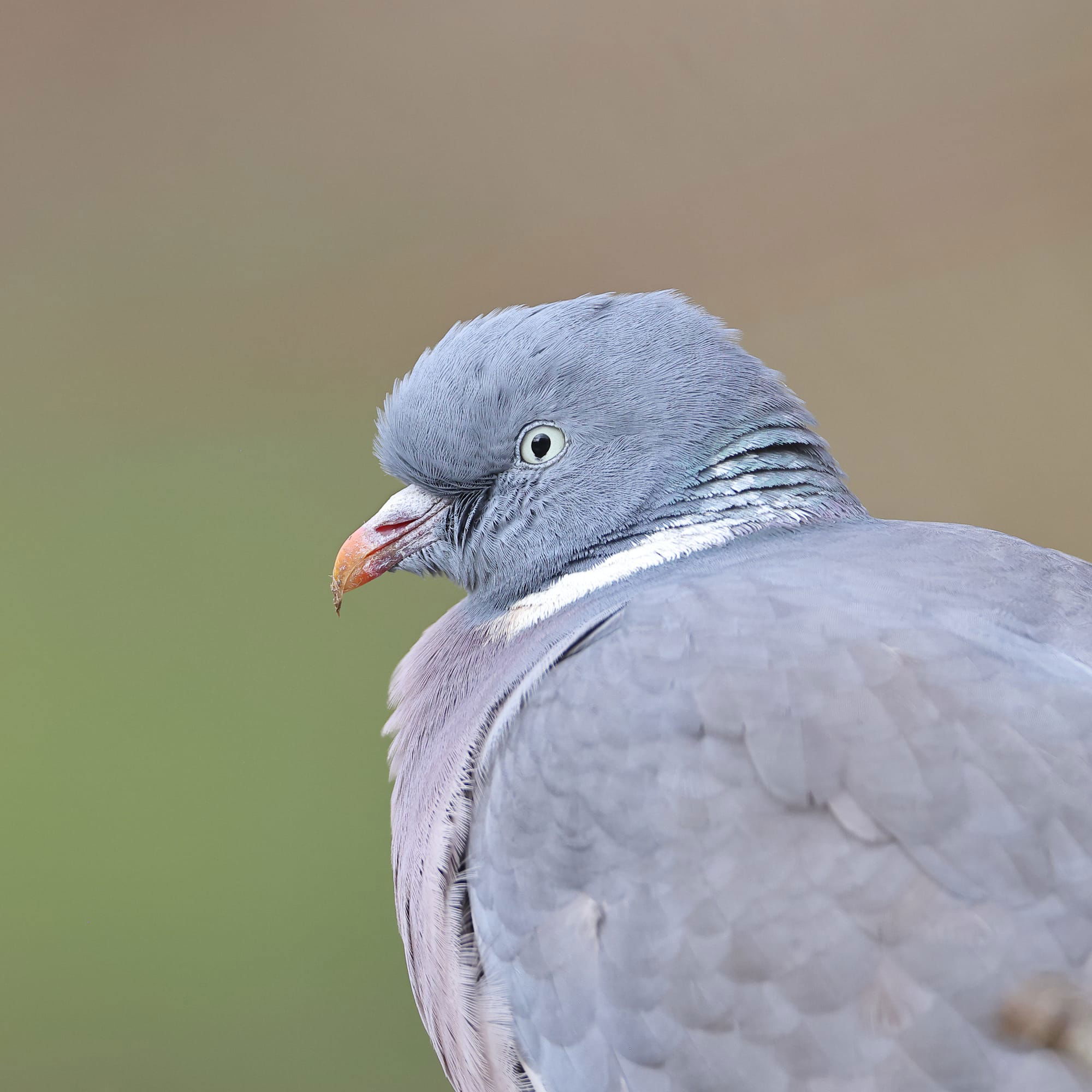 Wood Pigeon