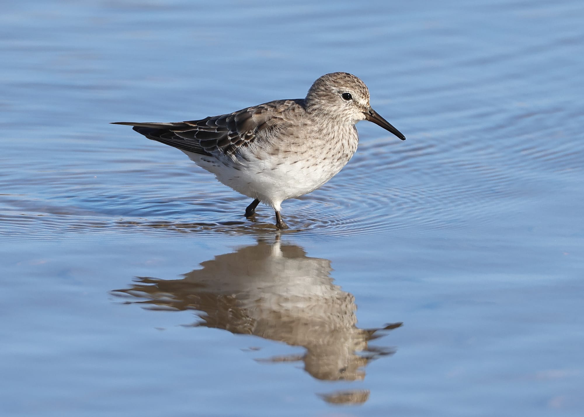 White-rumped Sandpiper