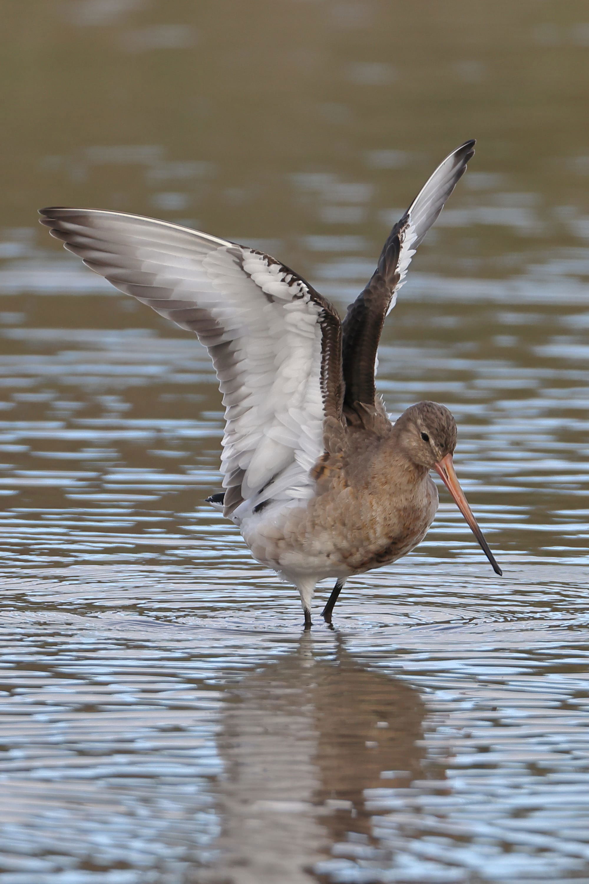 Black-tailed Godwit