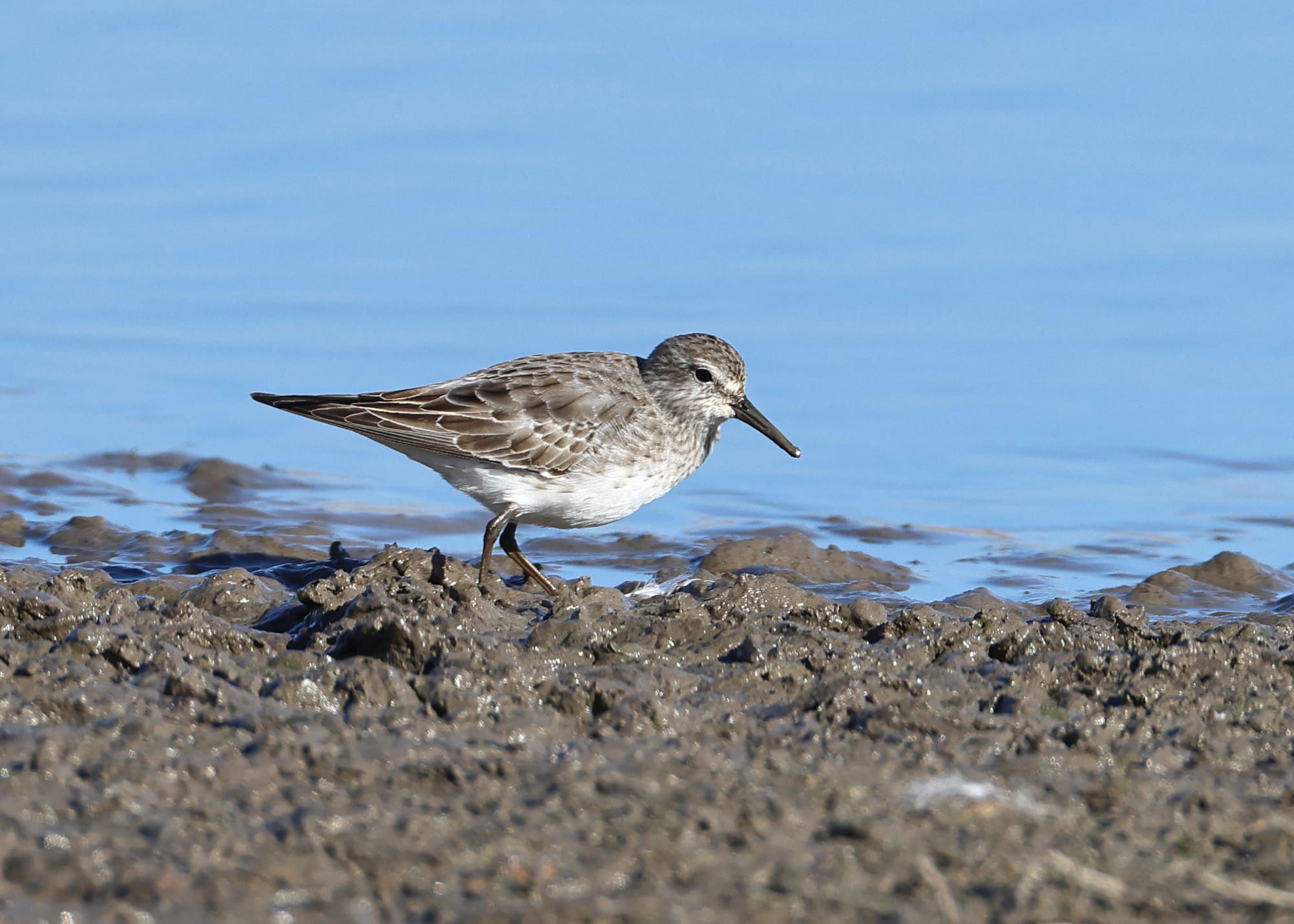 White-rumped Sandpiper