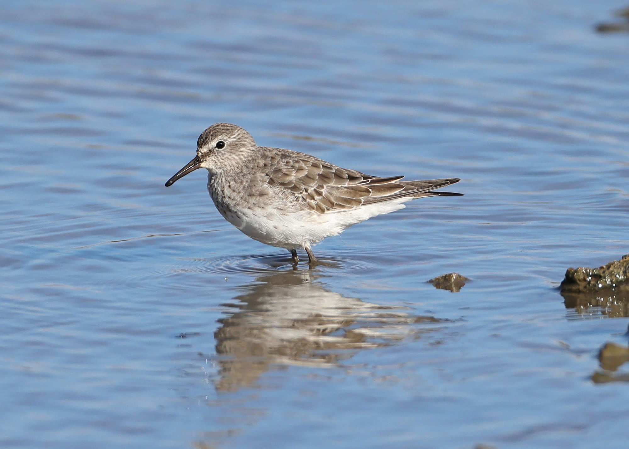 White-rumped Sandpiper