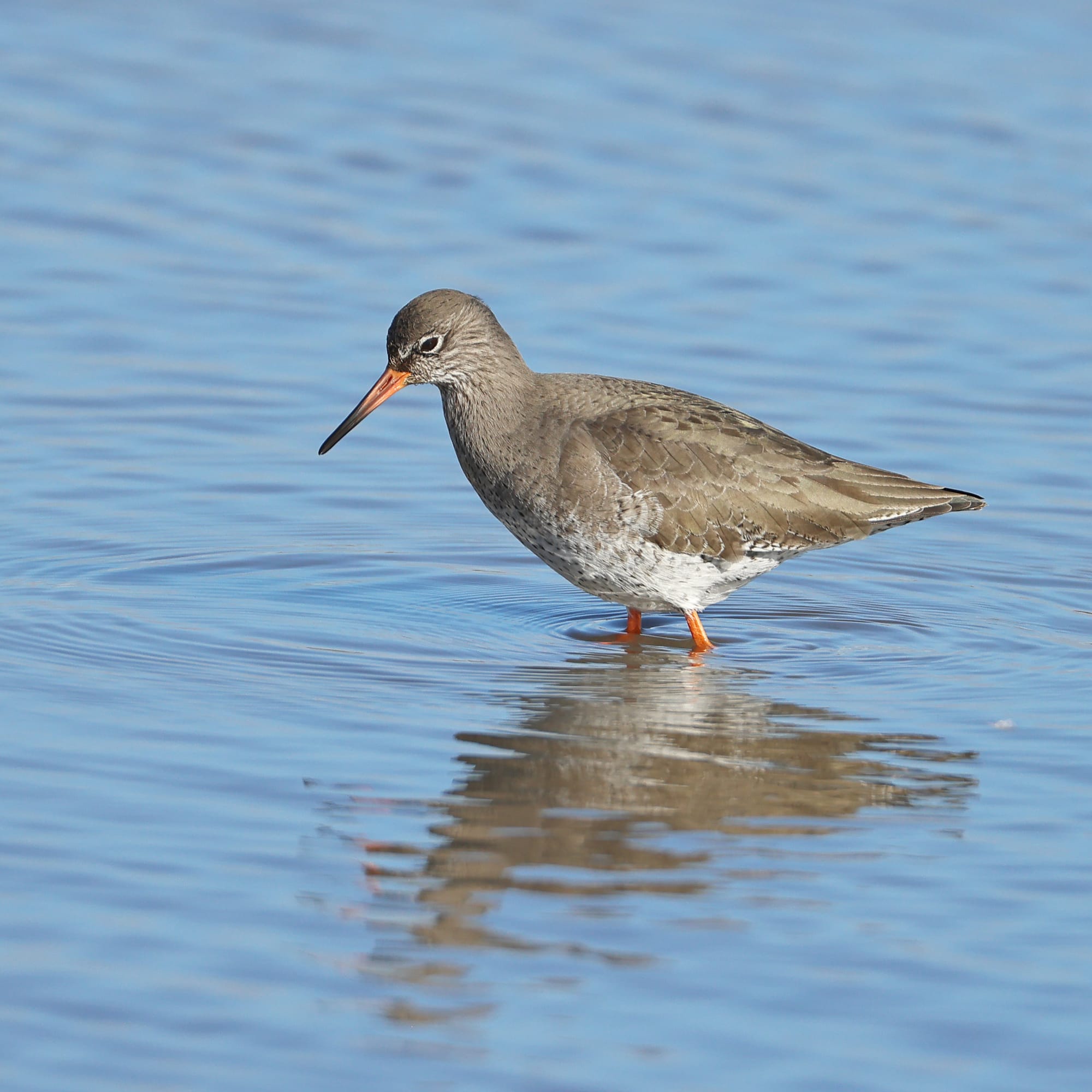 Redshank