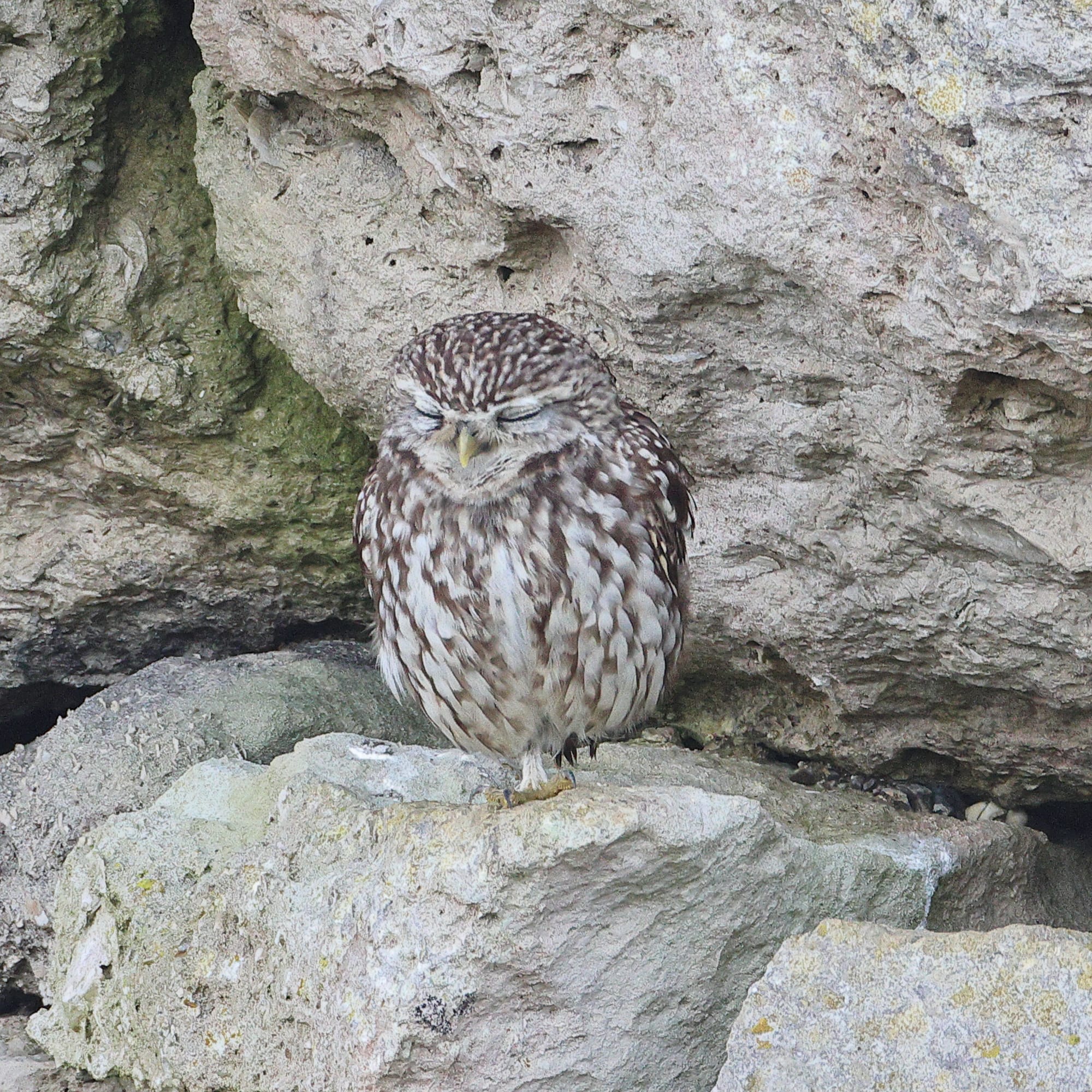 Little Owl