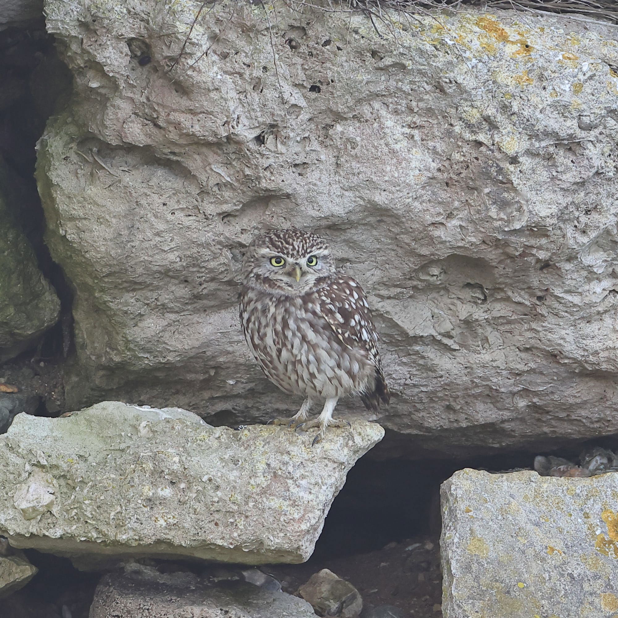 Little Owl