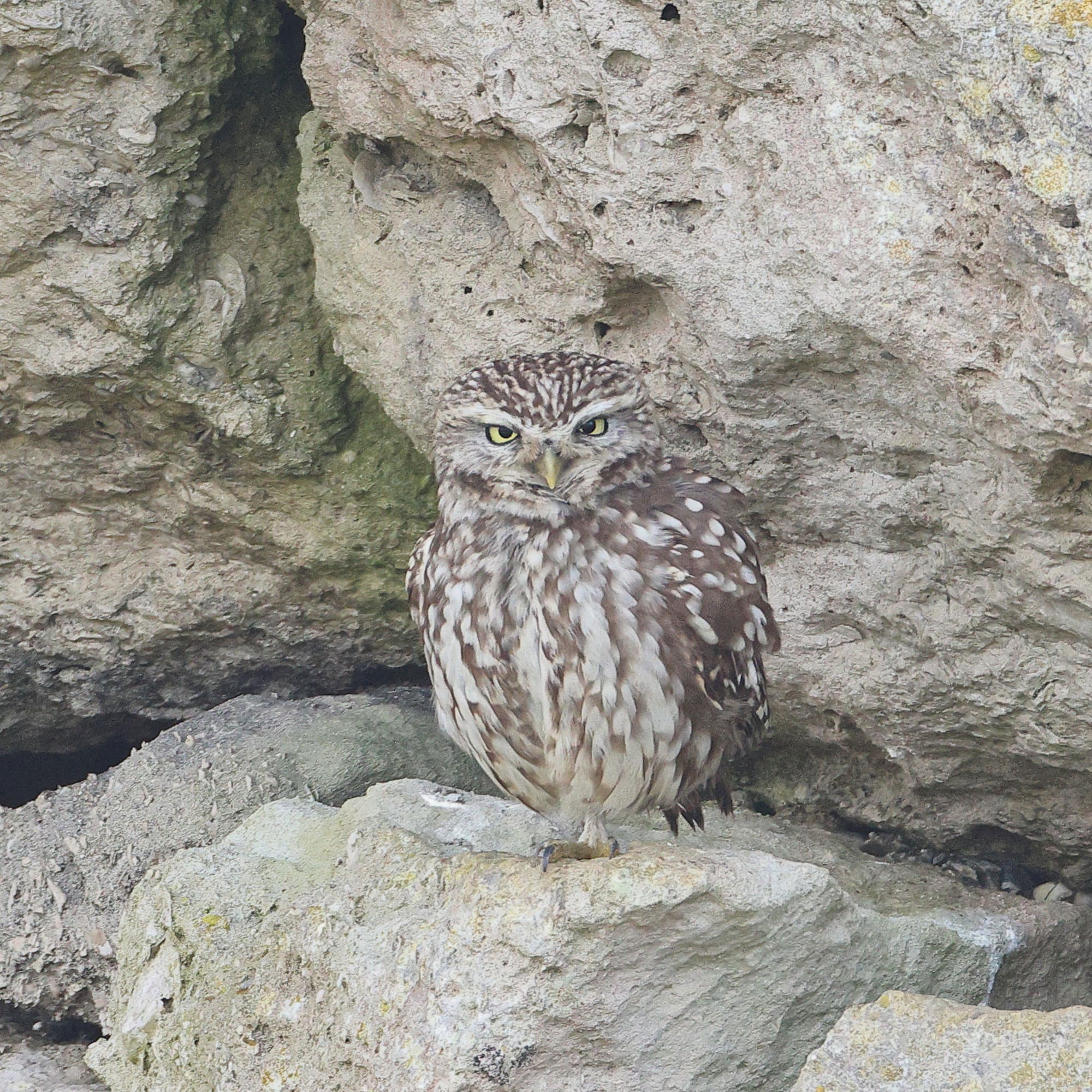 Little Owl