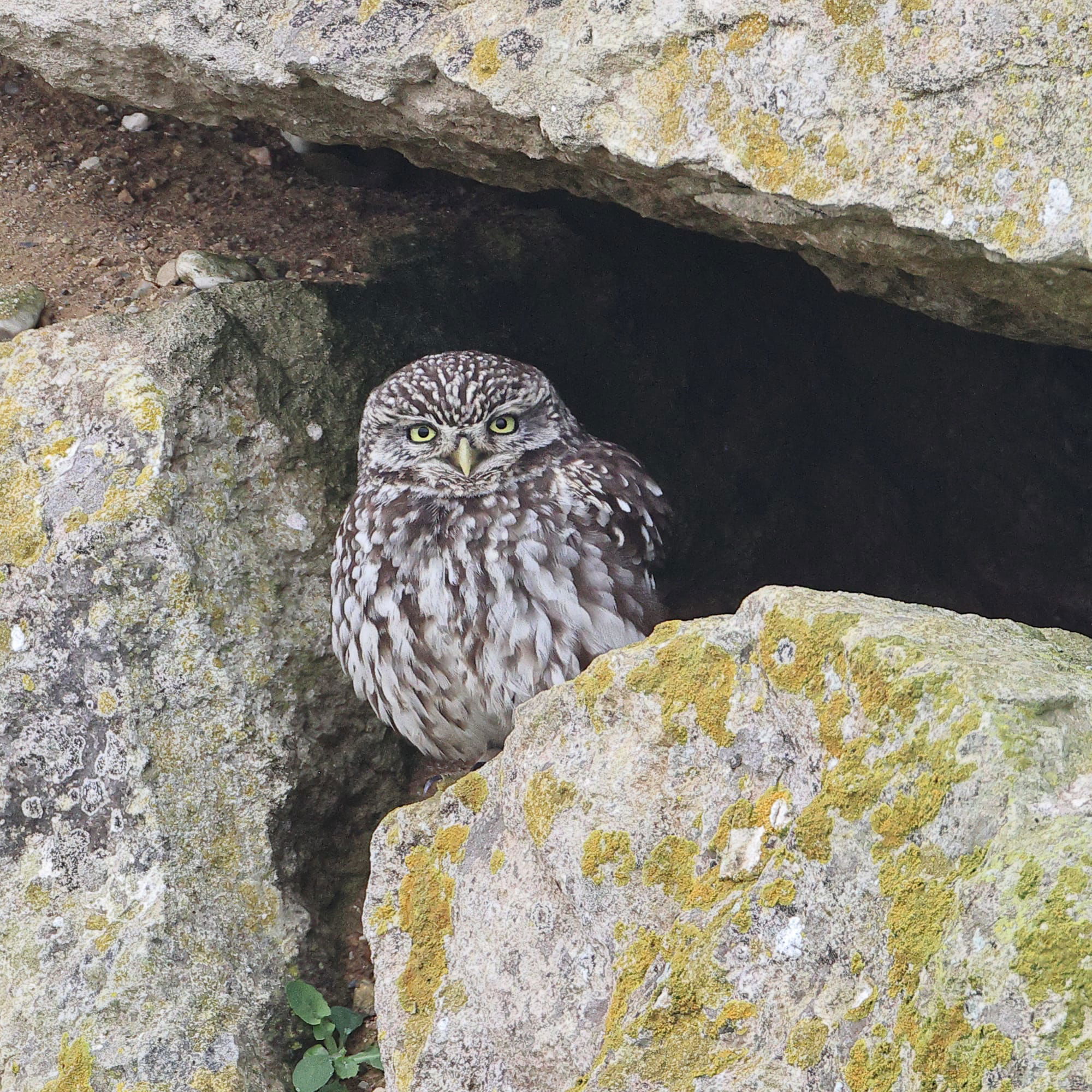 Little Owl