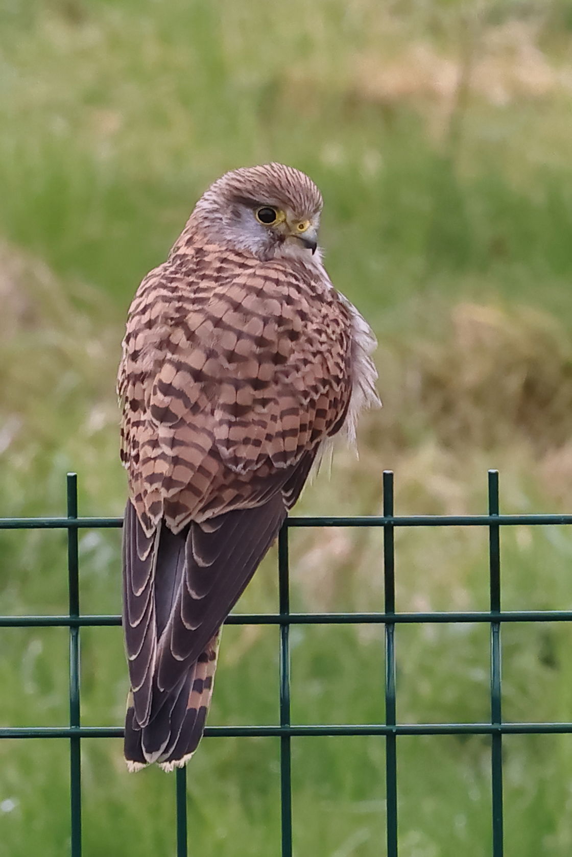 Kestrel