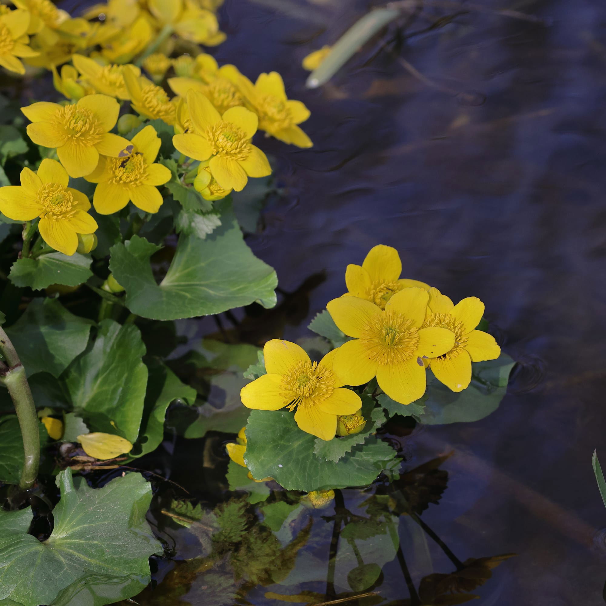 Marsh Marigold