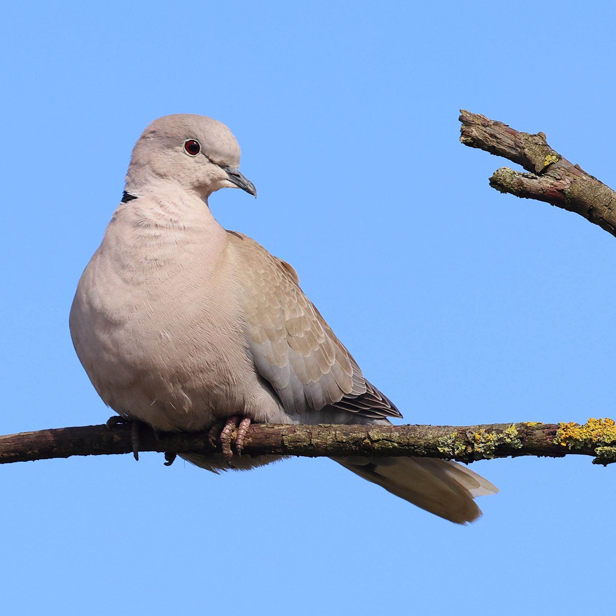 Collared Dove