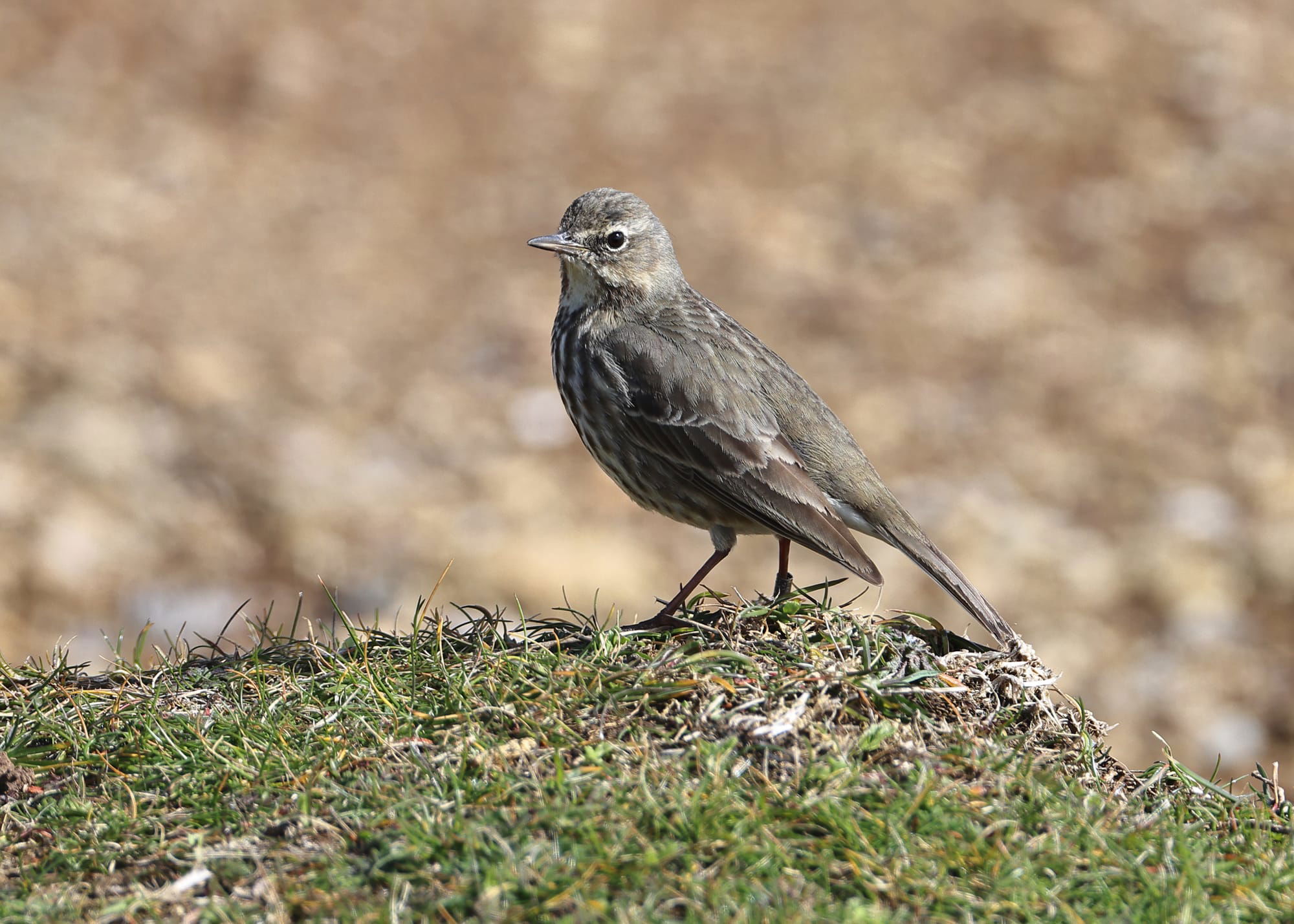 Rock Pipit