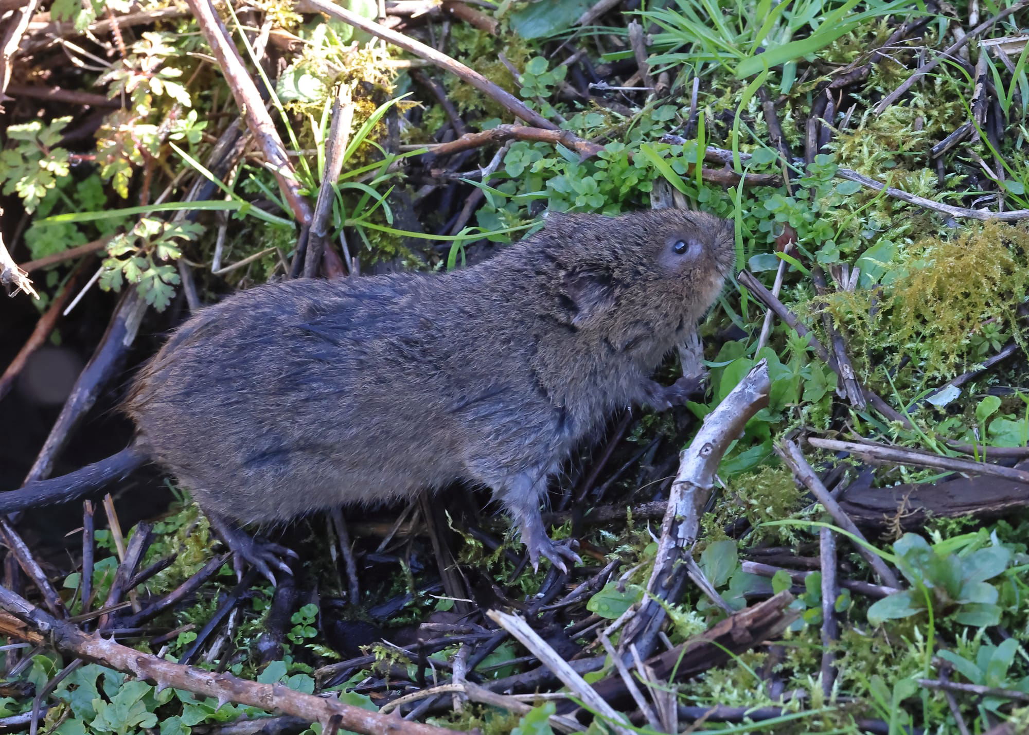 Water Vole