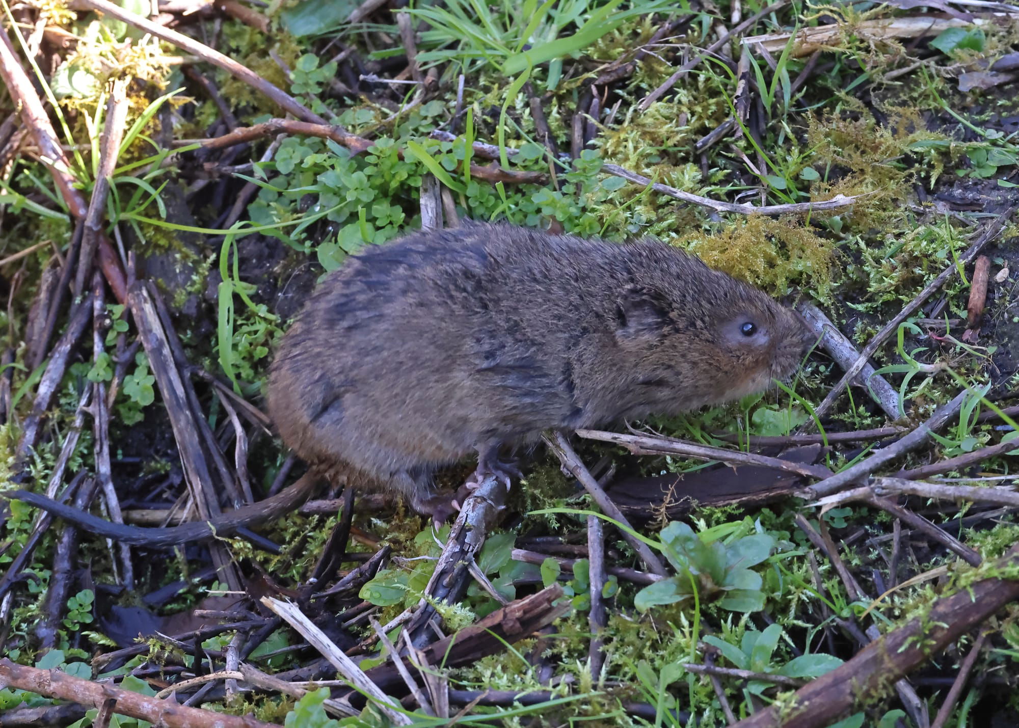 Water Vole