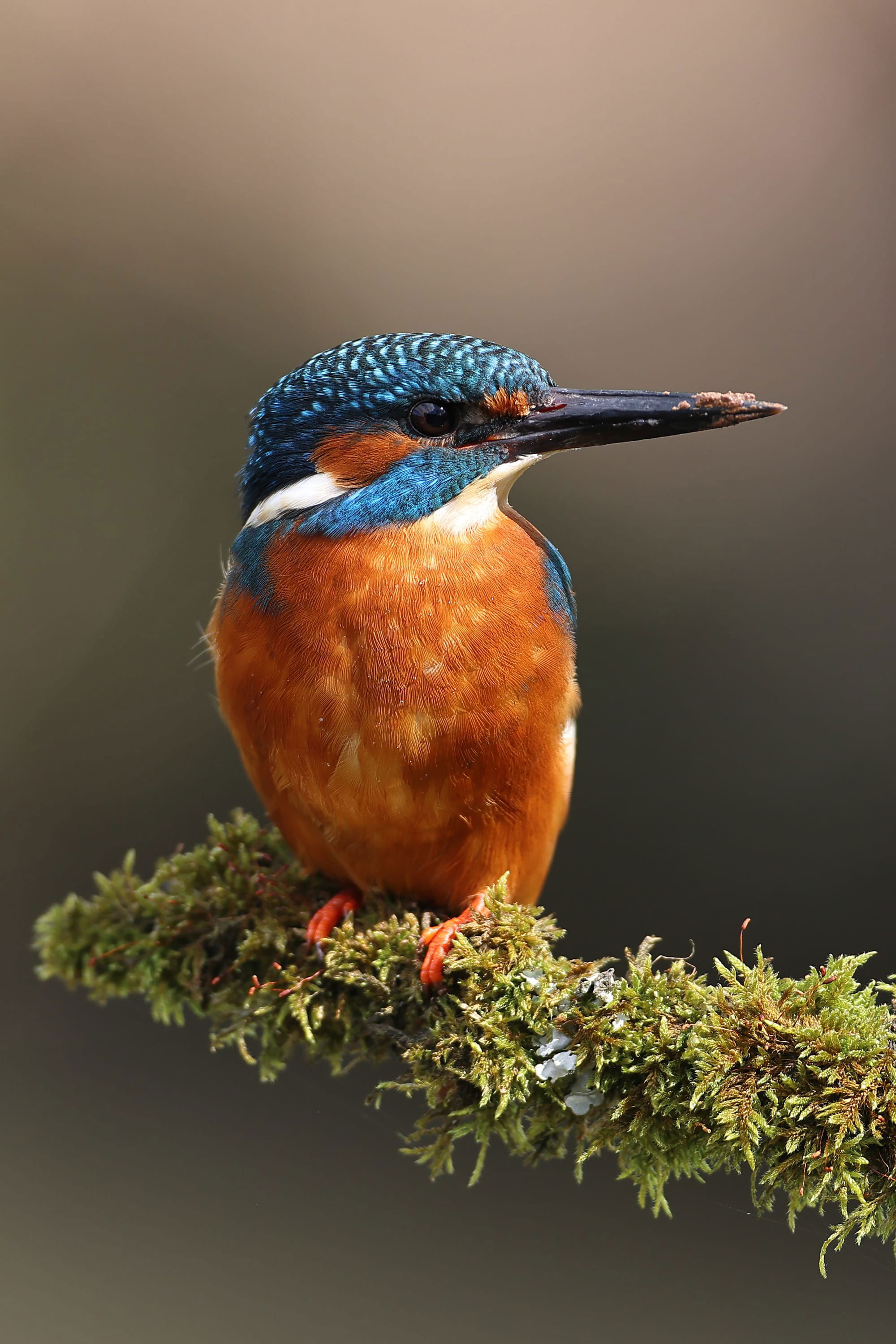 Kingfisher