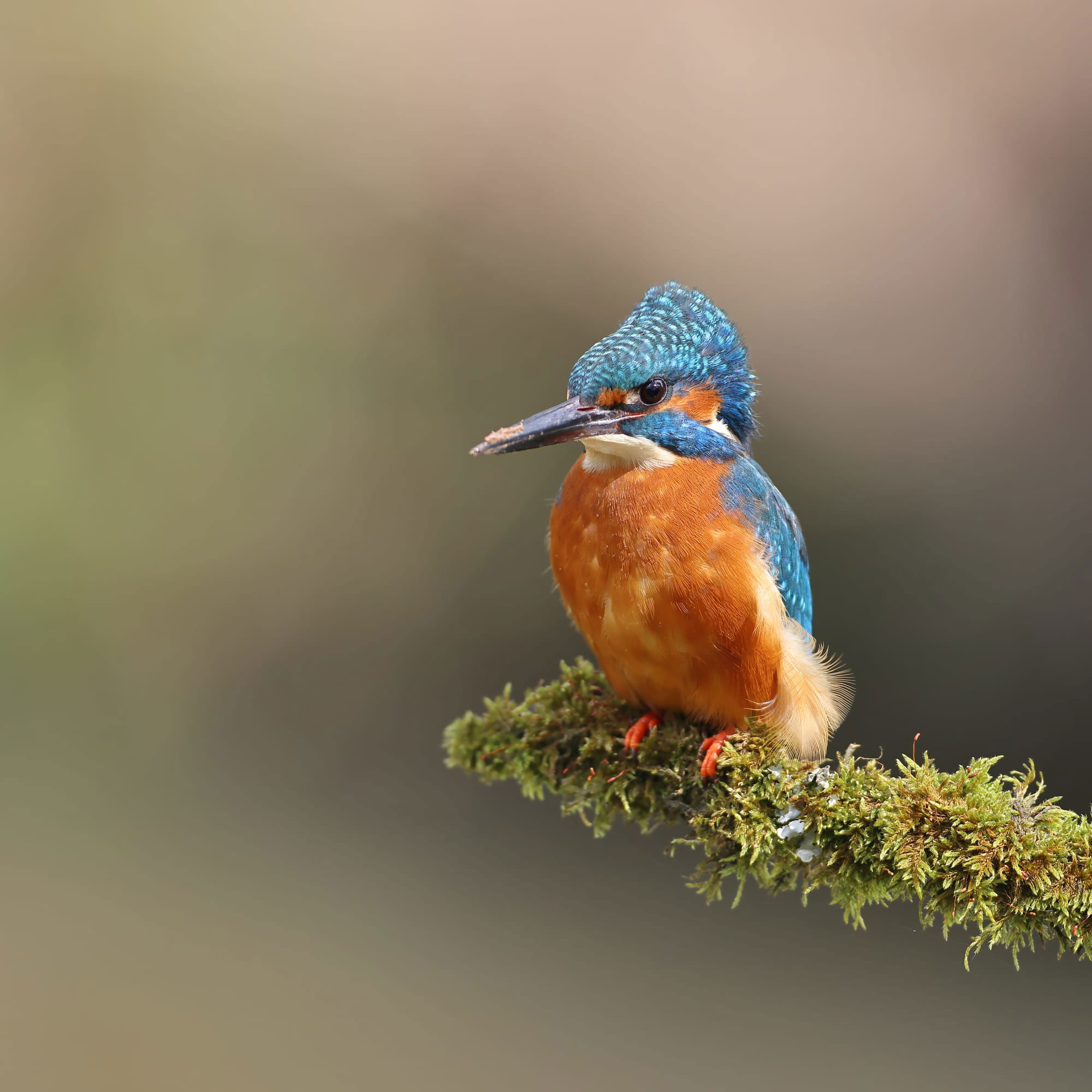 Kingfisher