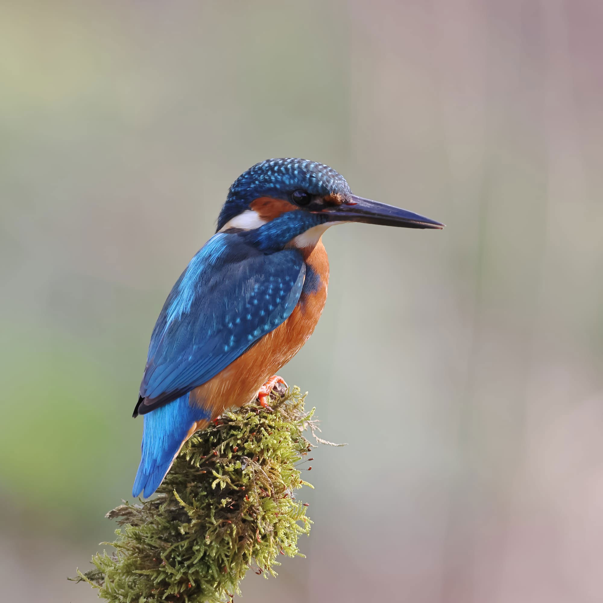 Kingfisher