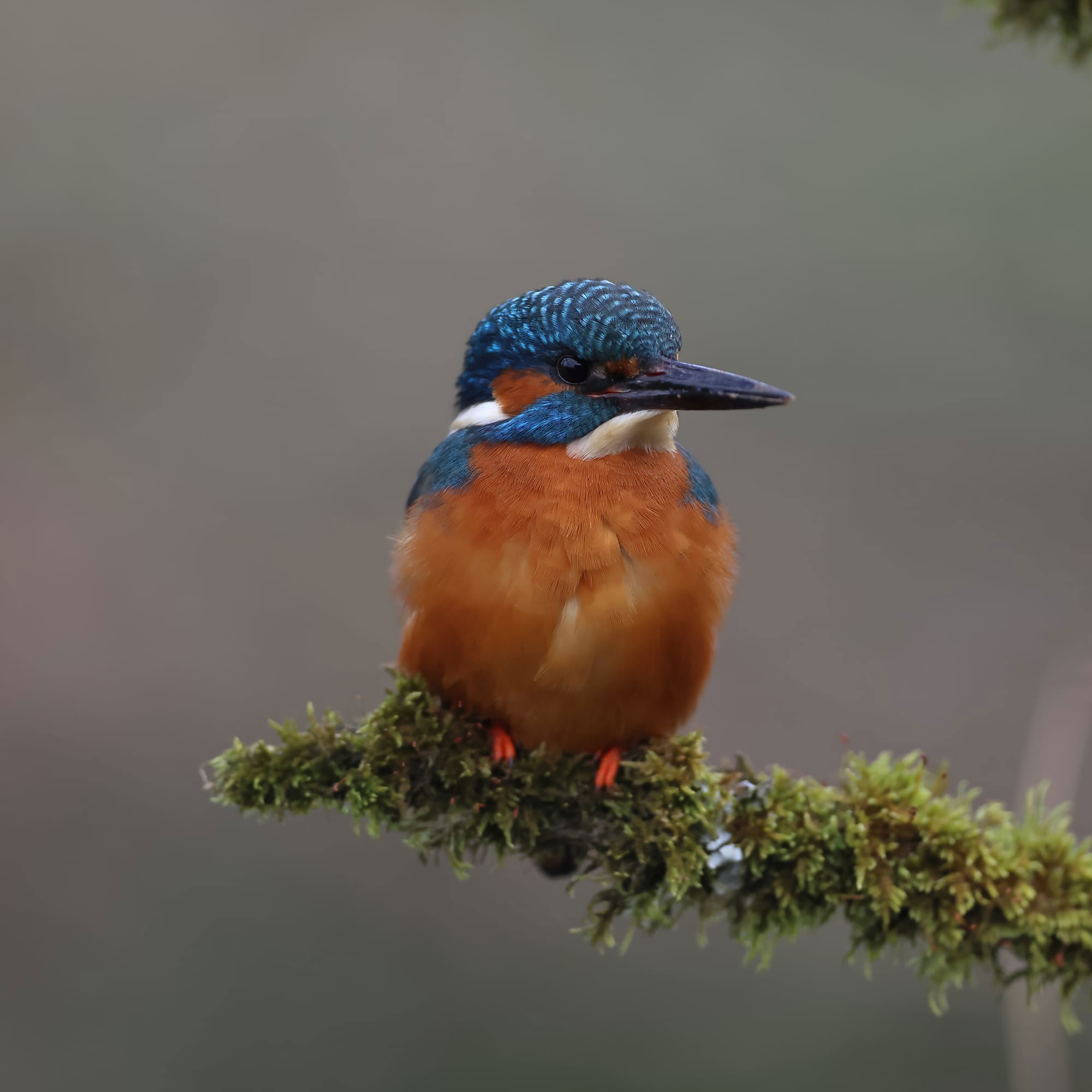 Kingfisher