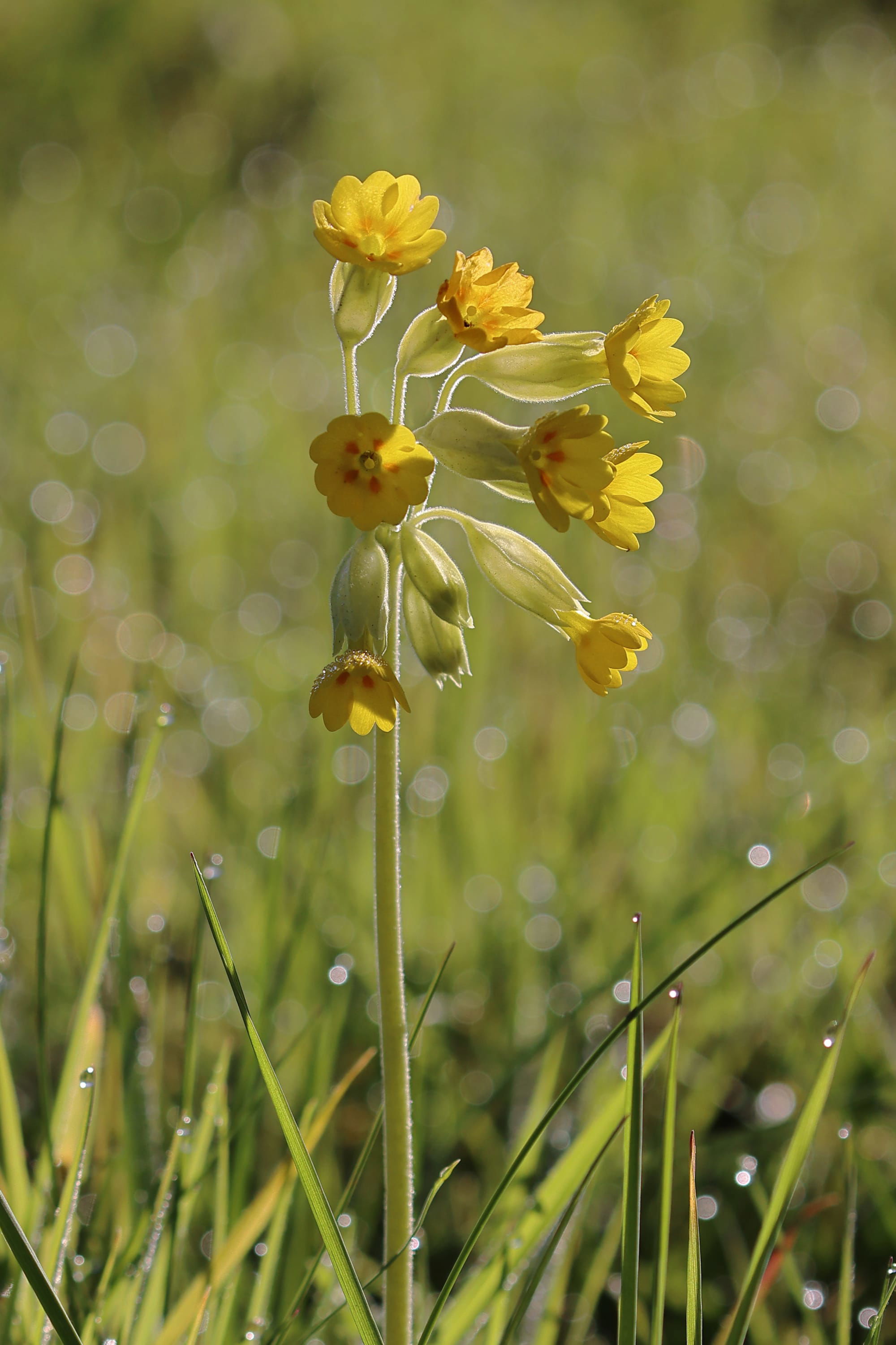 Cowslip