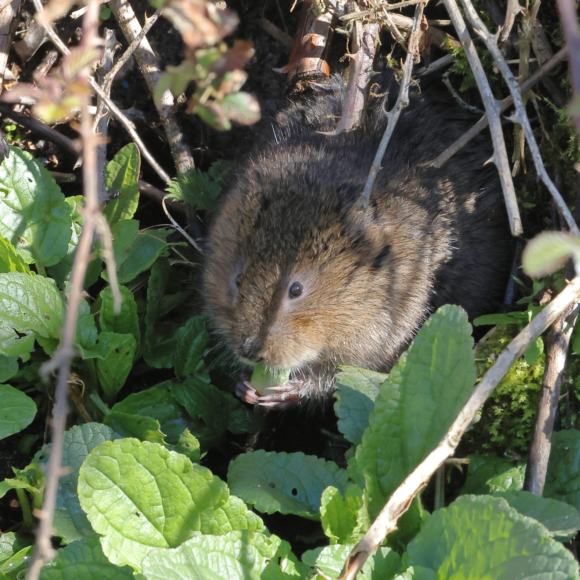 Water Vole