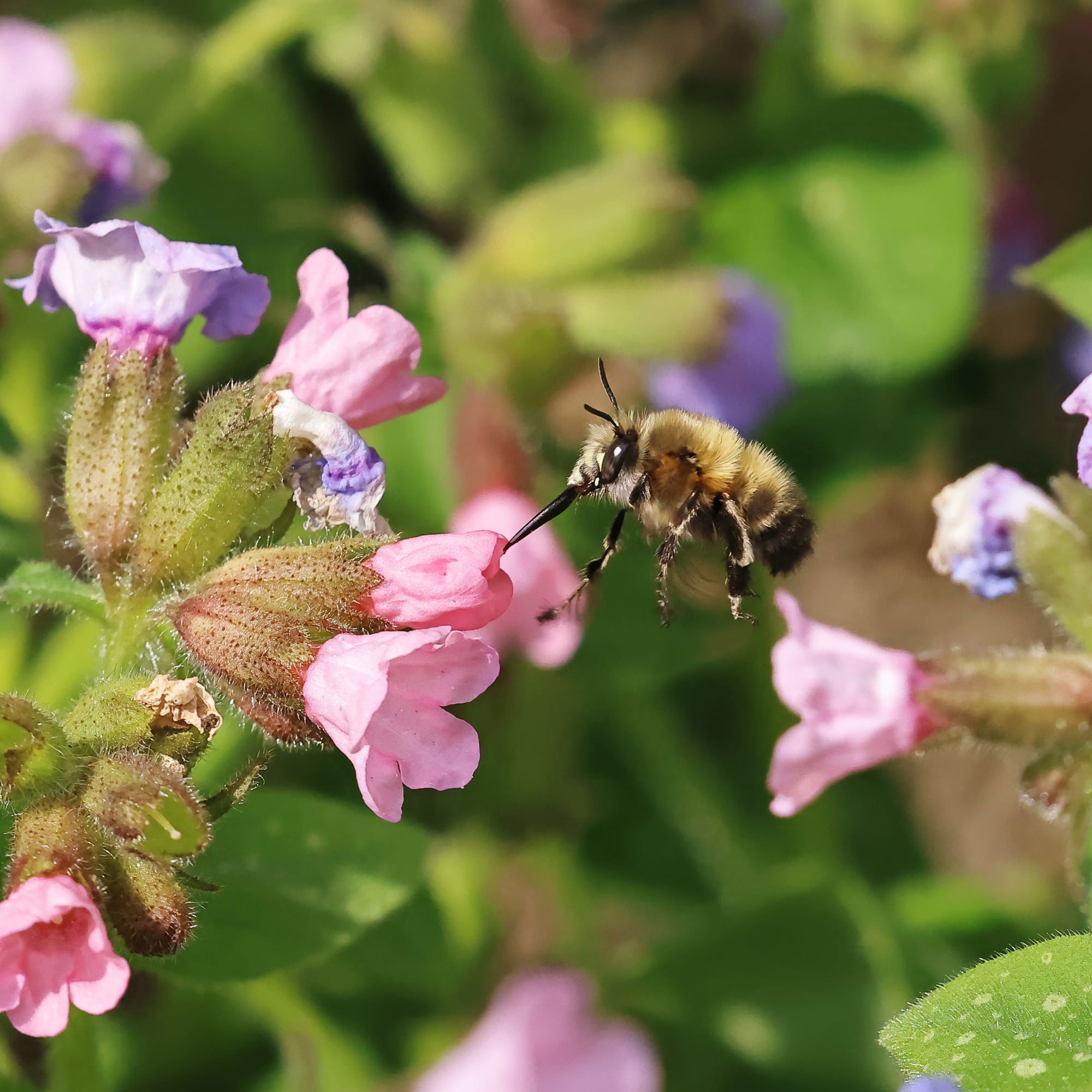 Hairy-footed flower bee