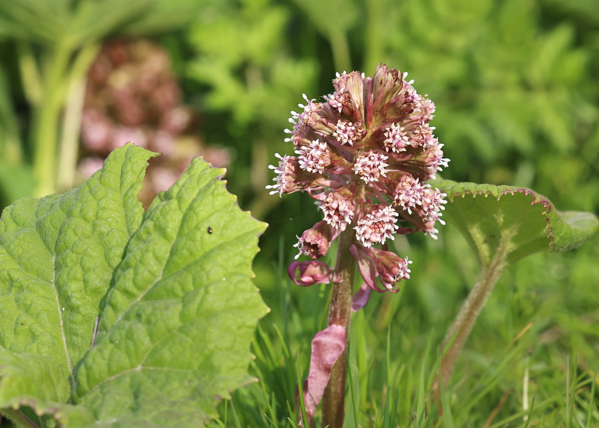 Butterbur