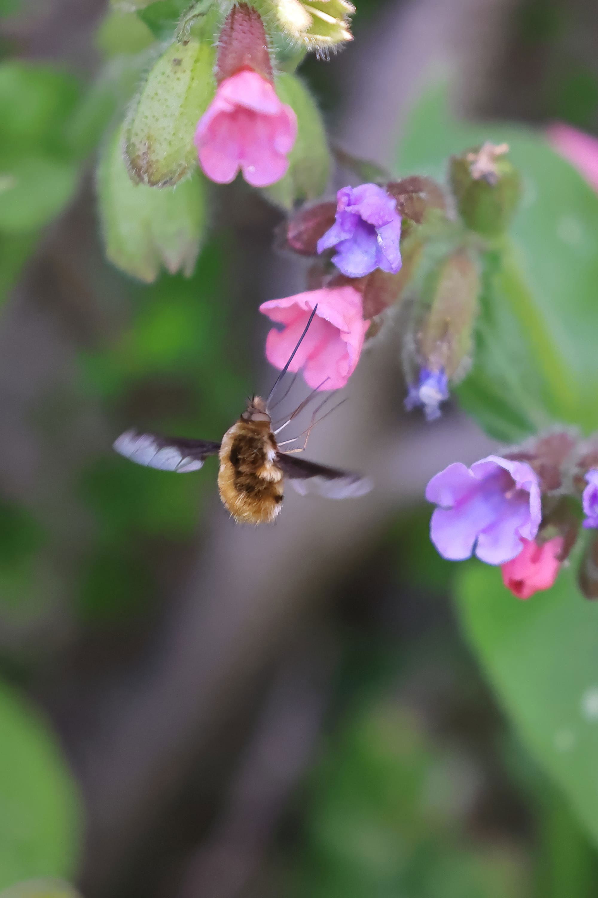 Bee Fly