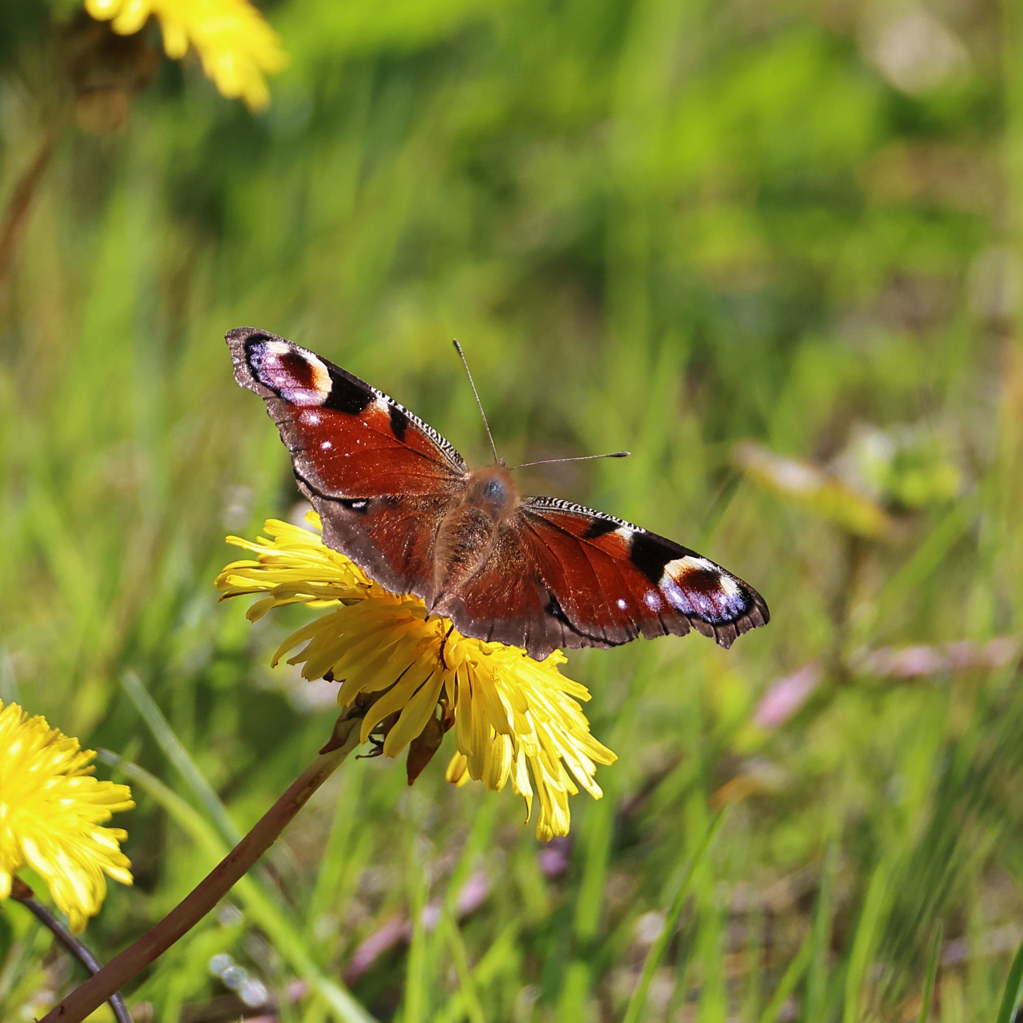 Peacock Butterfly