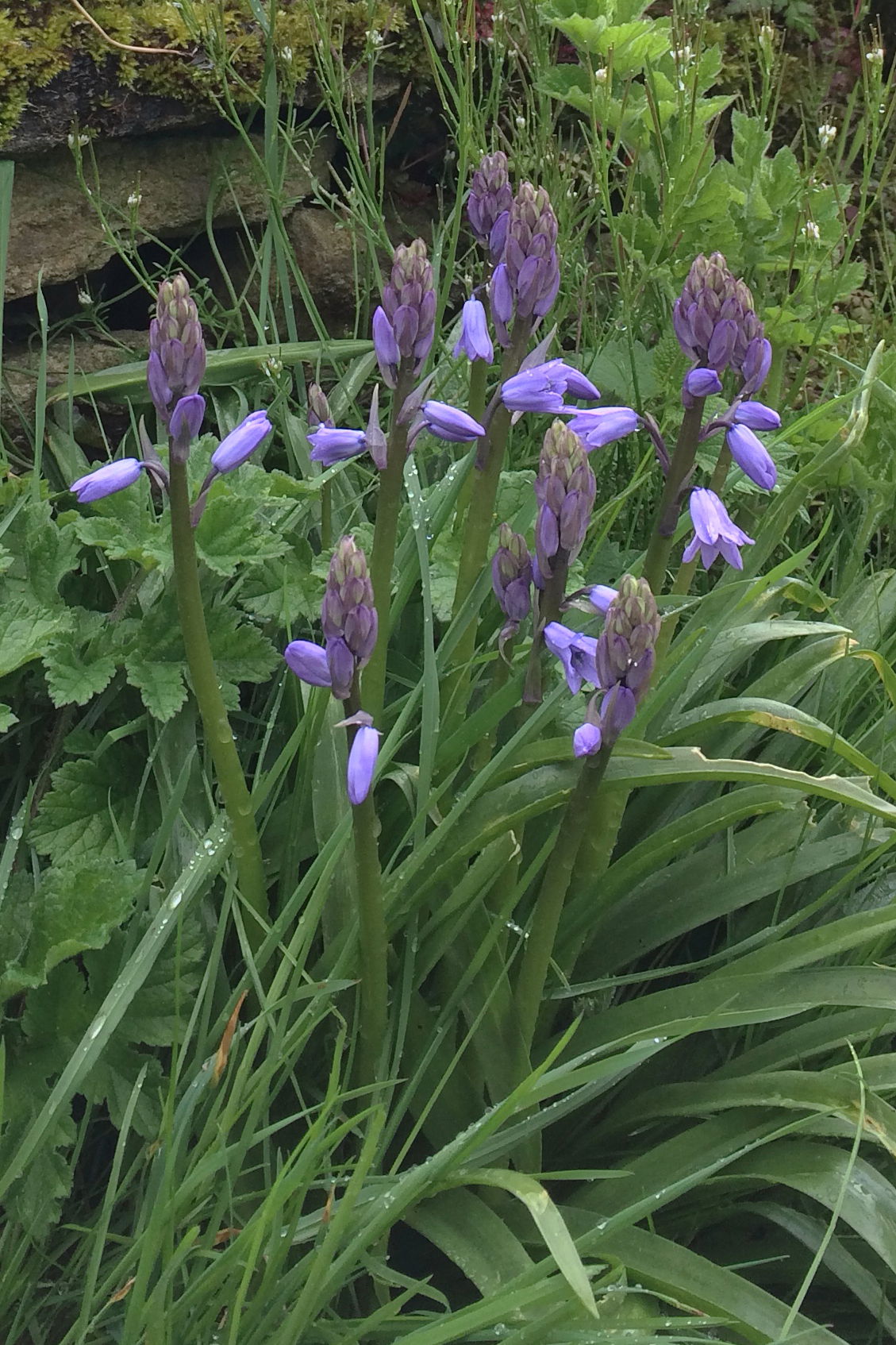 Bluebells