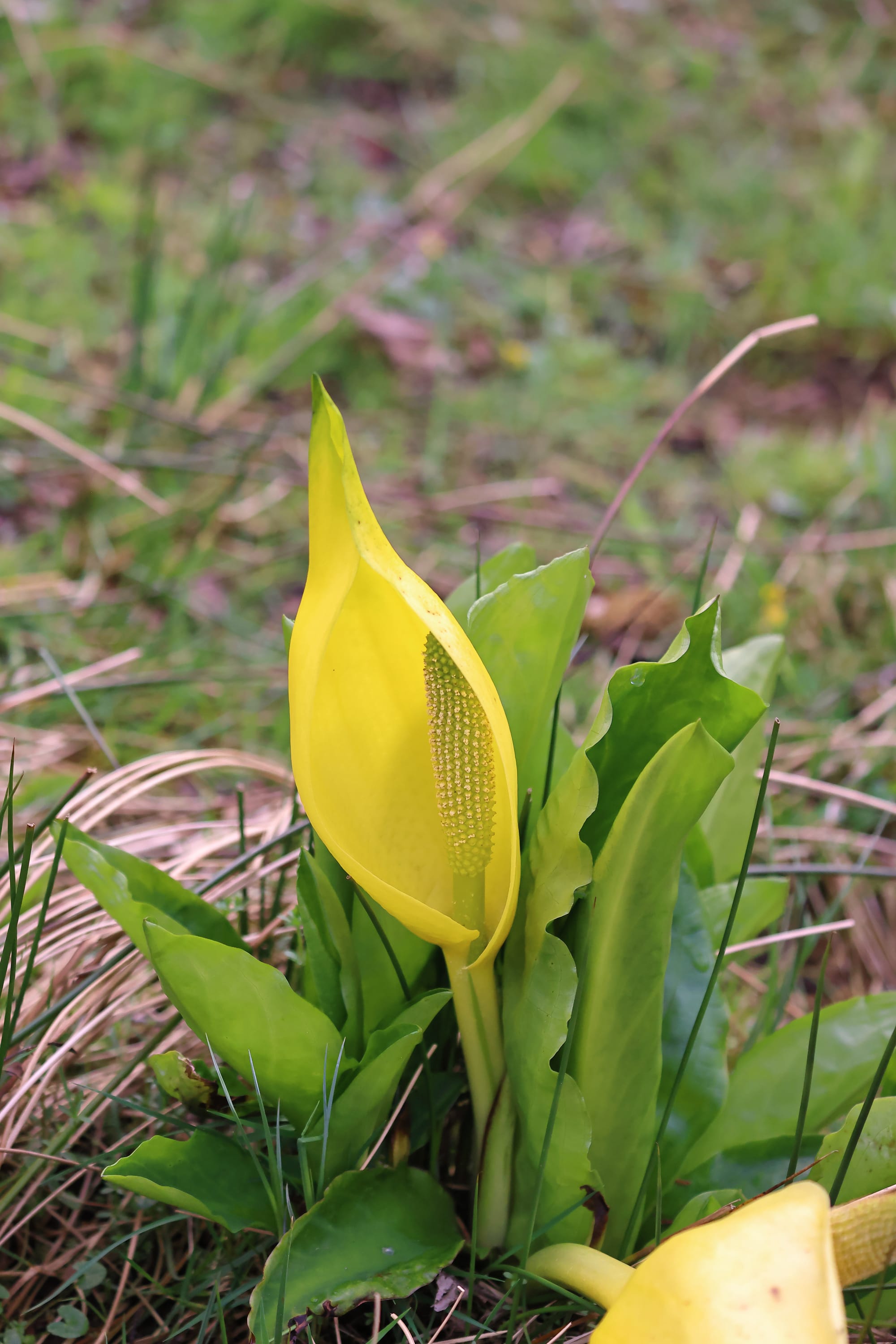 American Skunk Cabbage