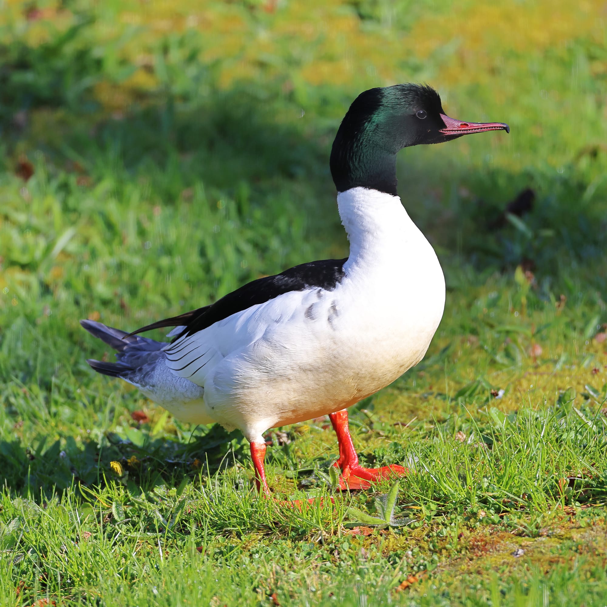Goosander