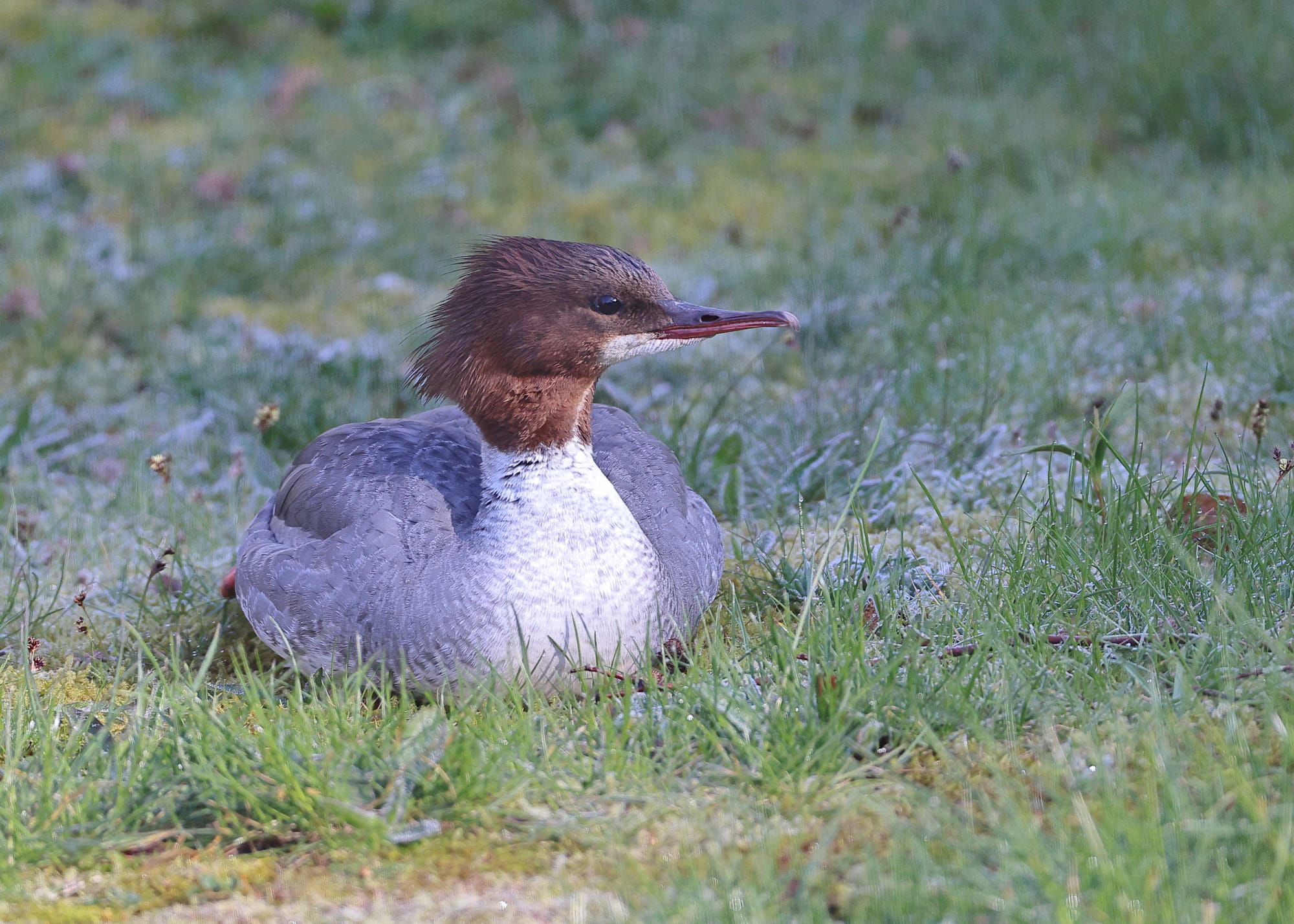 Goosander