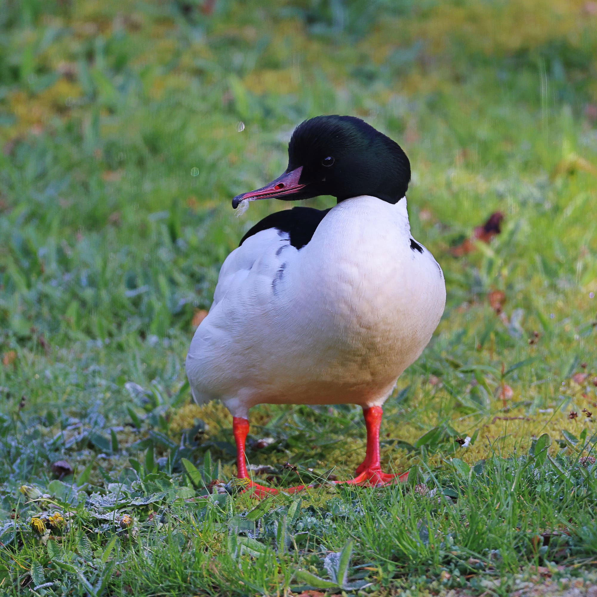 Goosander