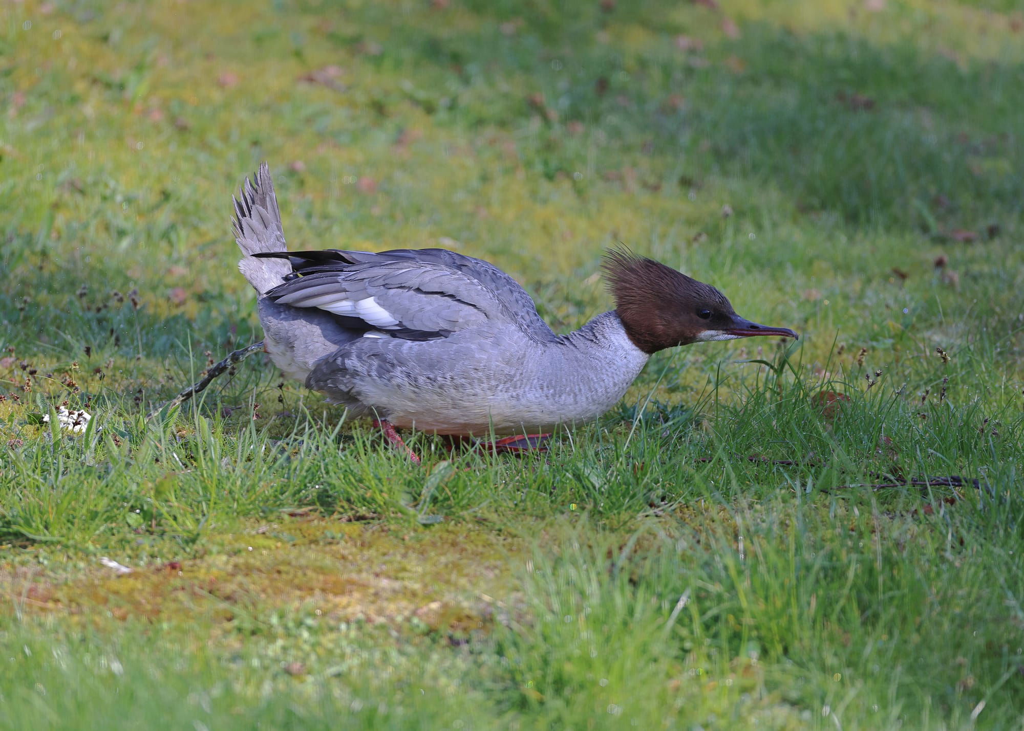 Goosander