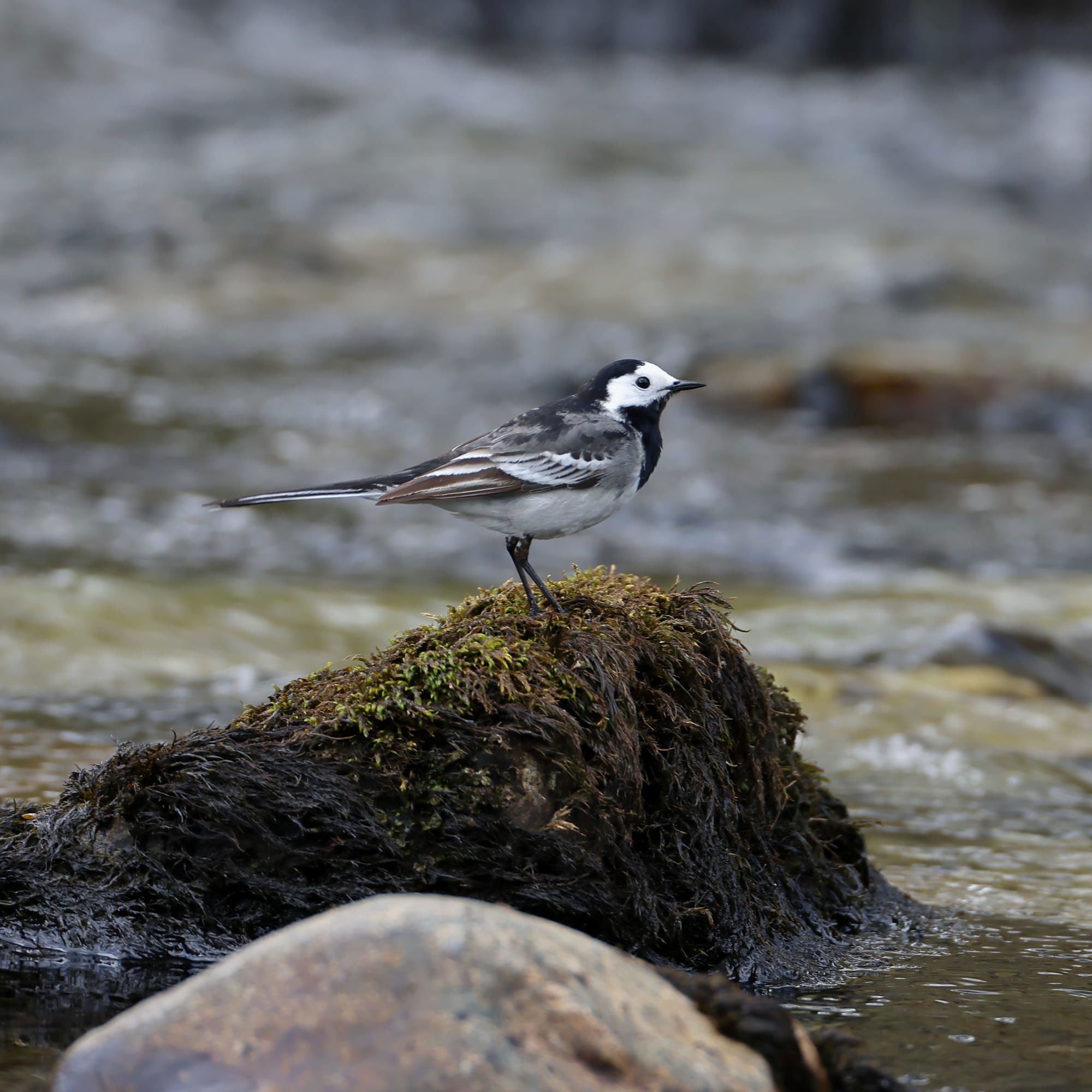 Pied Wagtail