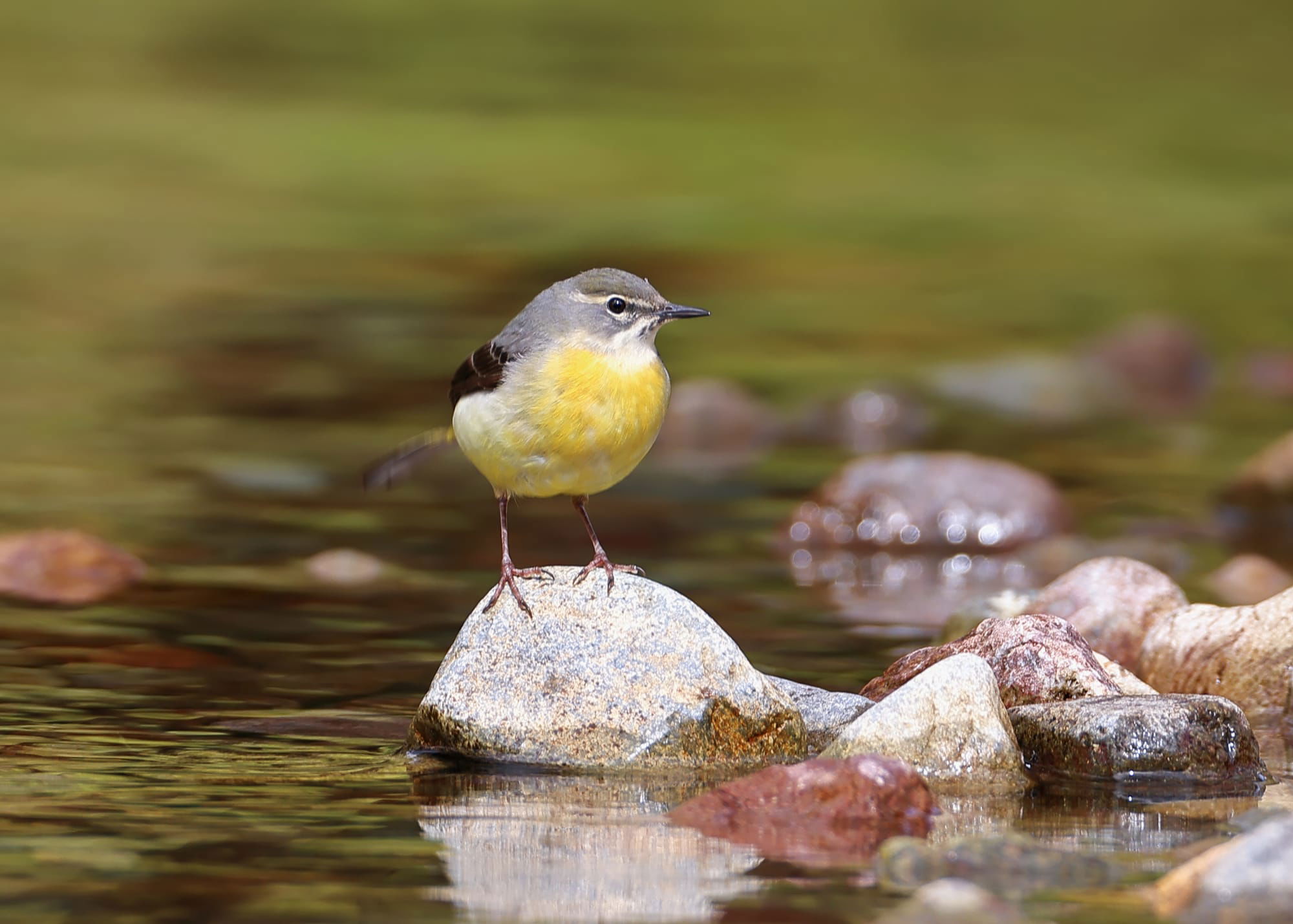 Grey Wagtail