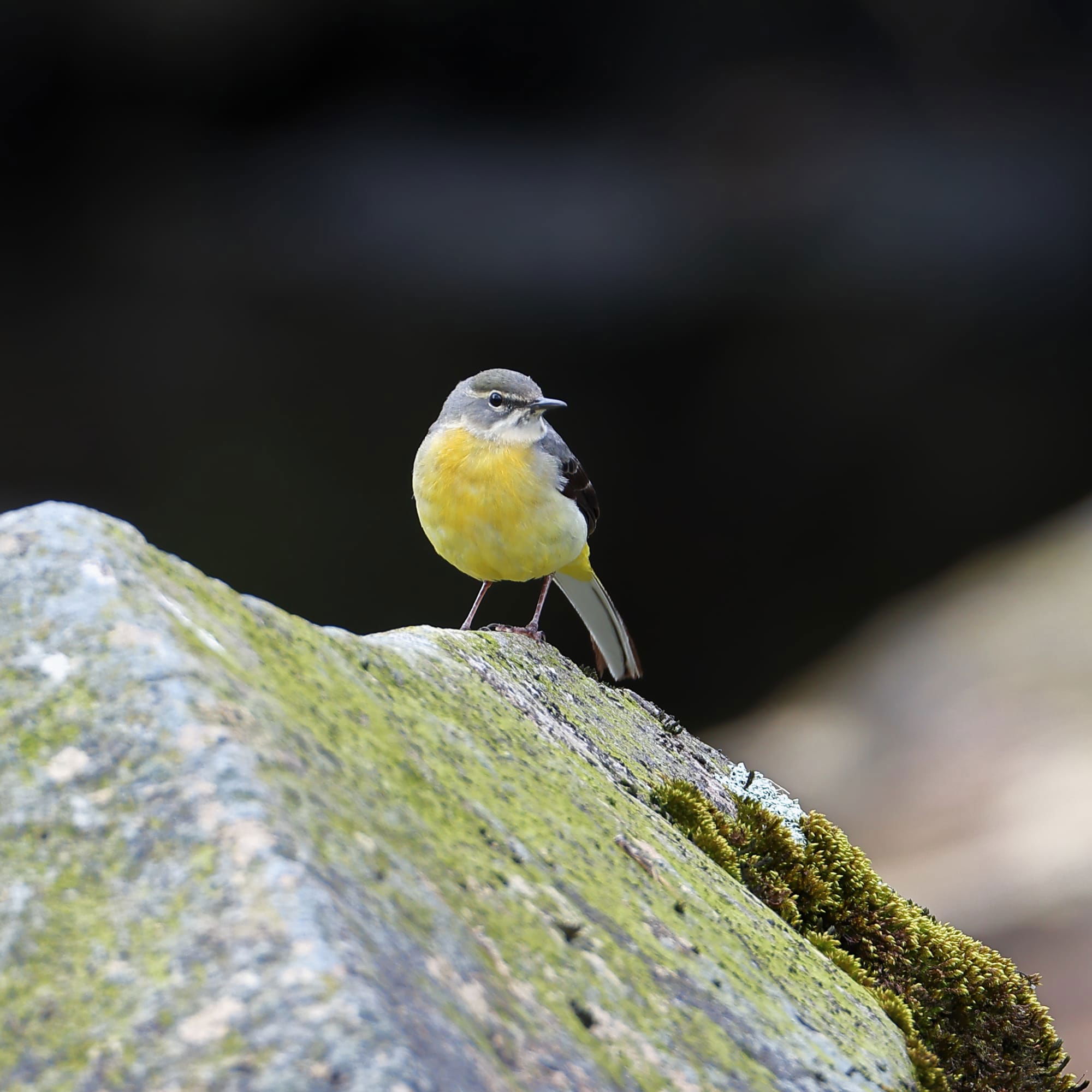 Grey Wagtail